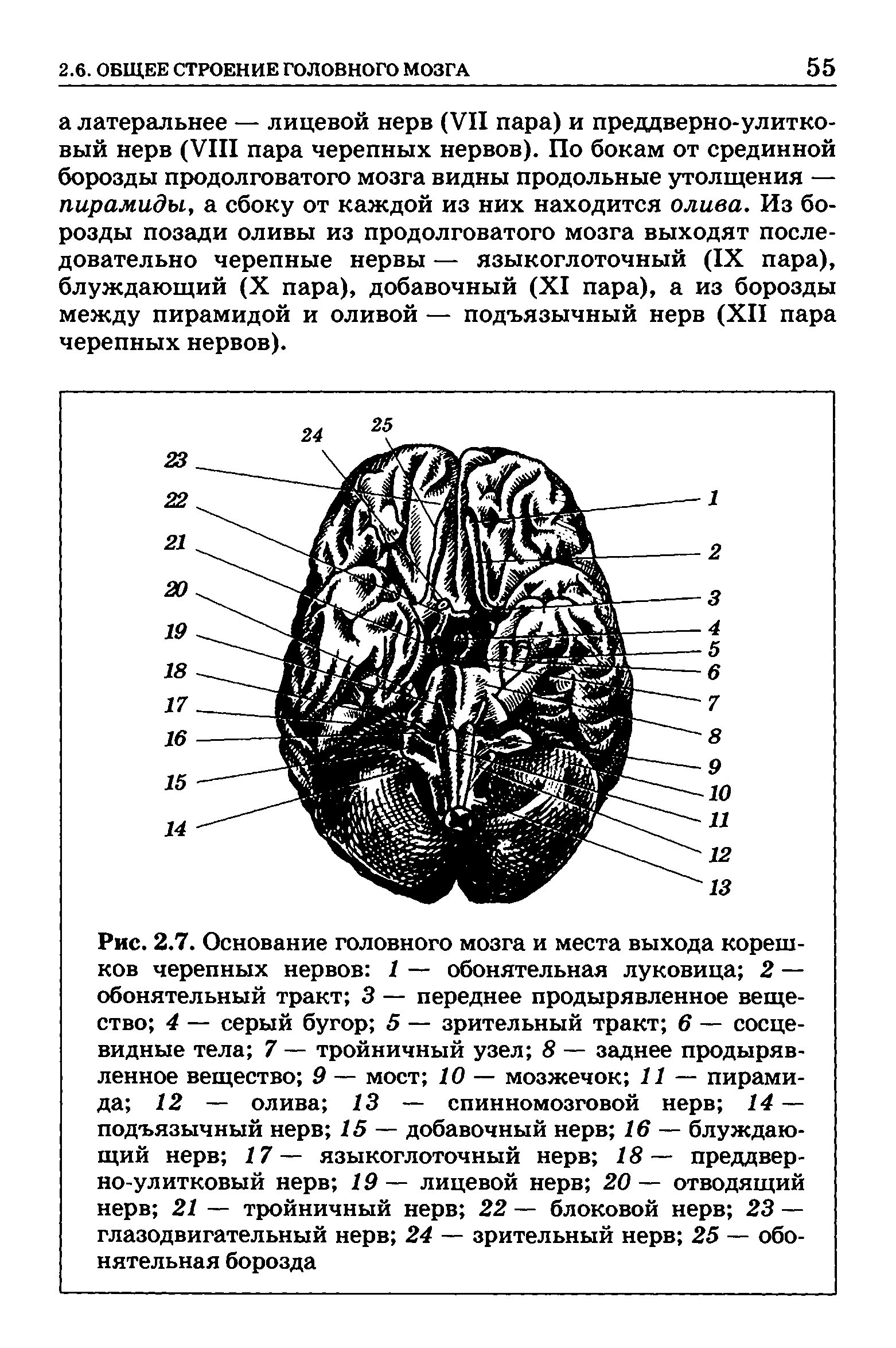 Рис. 2.7. Основание головного мозга и места выхода корешков черепных нервов 1 — обонятельная луковица 2 — обонятельный тракт 3 — переднее продырявленное вещество 4 — серый бугор 5 — зрительный тракт 6 — сосцевидные тела 7 — тройничный узел 8 — заднее продырявленное вещество 9 — мост 10 — мозжечок 11 — пирамида 12 — олива 13 — спинномозговой нерв 14 — подъязычный нерв 15 — добавочный нерв 16 — блуждающий нерв 17 -— языкоглоточный нерв 18 — преддверно-улитковый нерв 19— лицевой нерв 20— отводящий нерв 21 — тройничный нерв 22 — блоковой нерв 23 — глазодвигательный нерв 24 — зрительный нерв 25 — обонятельная борозда...