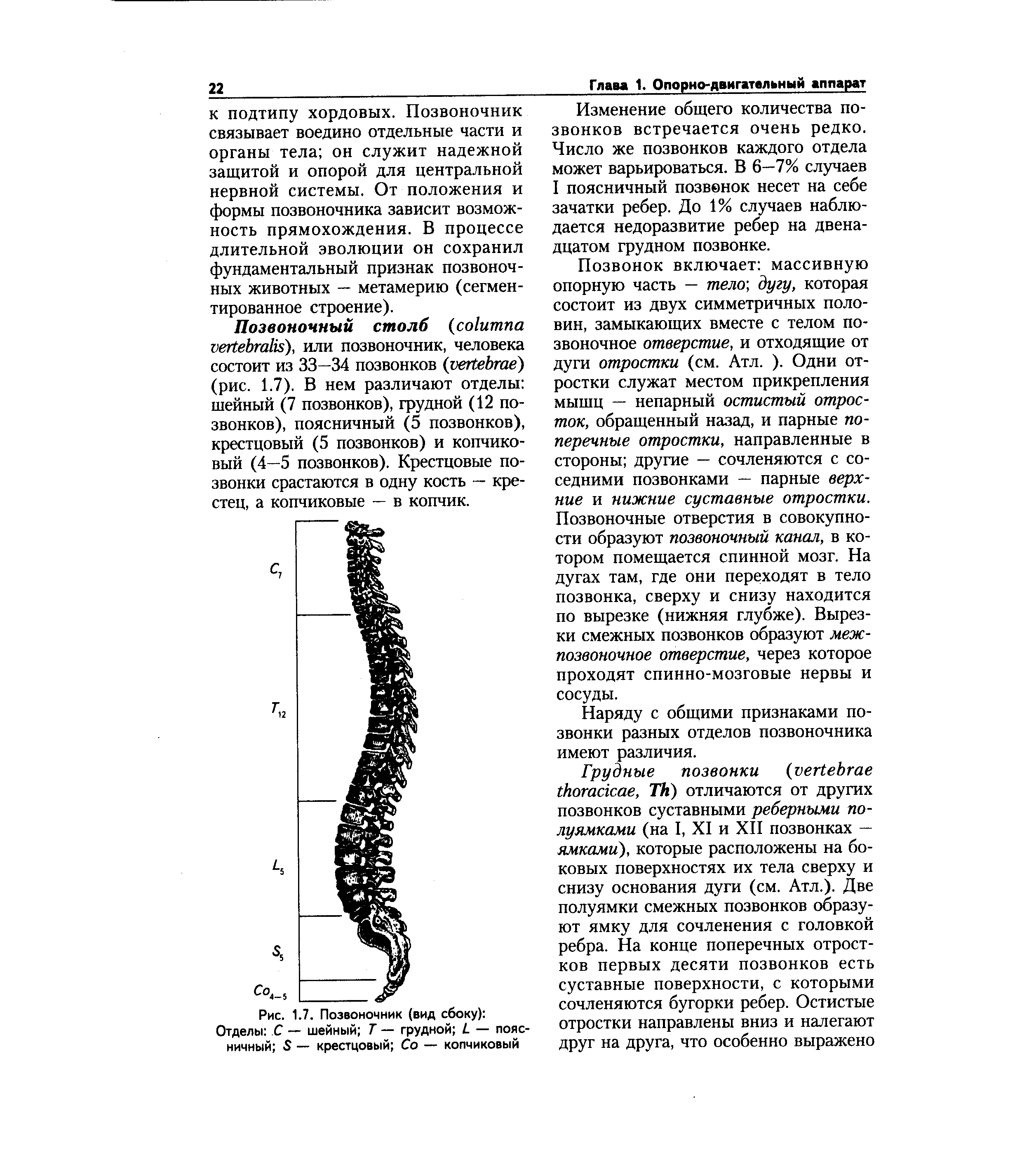 Рис. 1.7. Позвоночник (вид сбоку) Отделы С — шейный Т — грудной С — поясничный 5 — крестцовый Со — копчиковый...