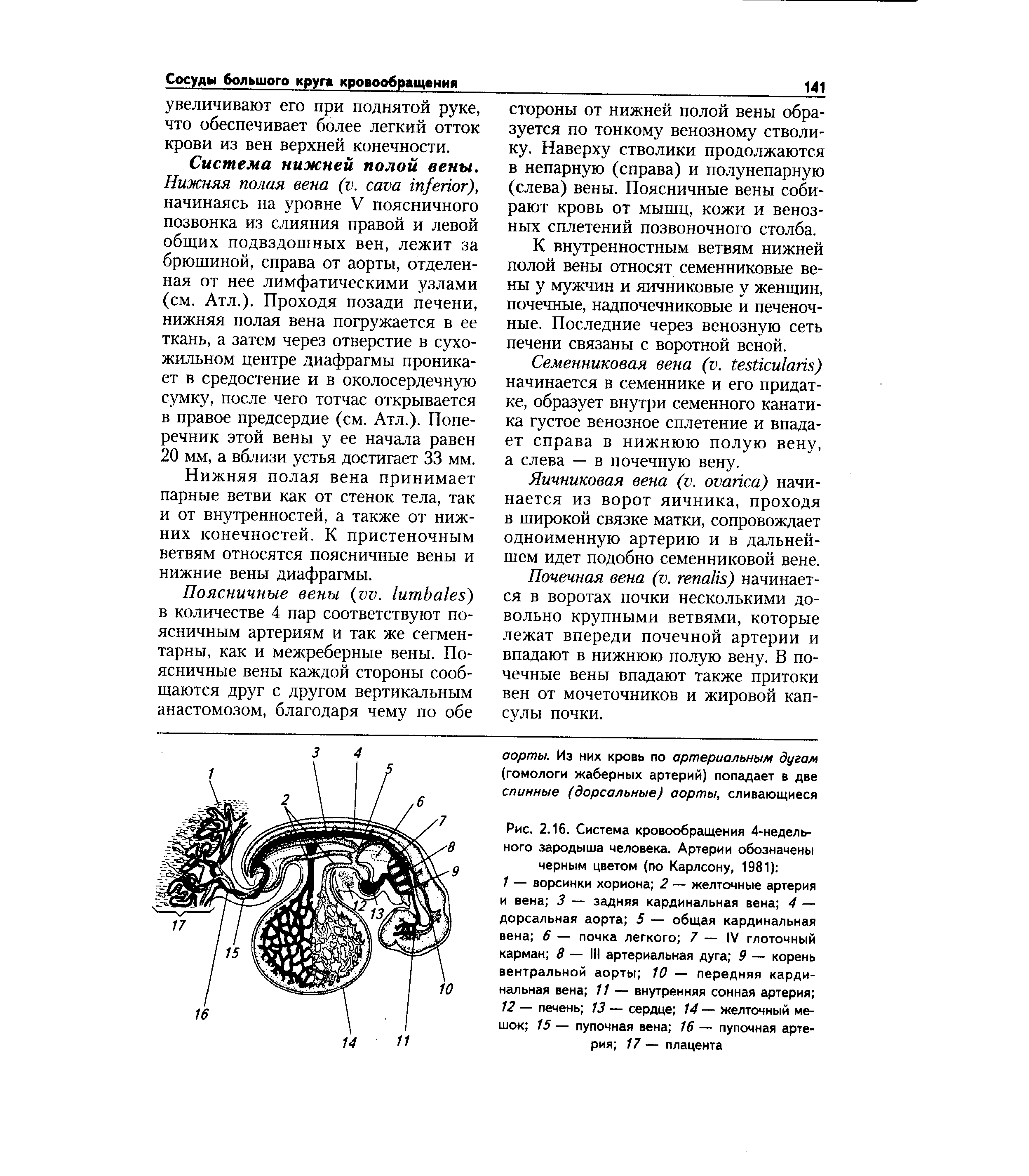 Рис. 2.16. Система кровообращения 4-недельного зародыша человека. Артерии обозначены черным цветом (по Карлсону, 1981) ...