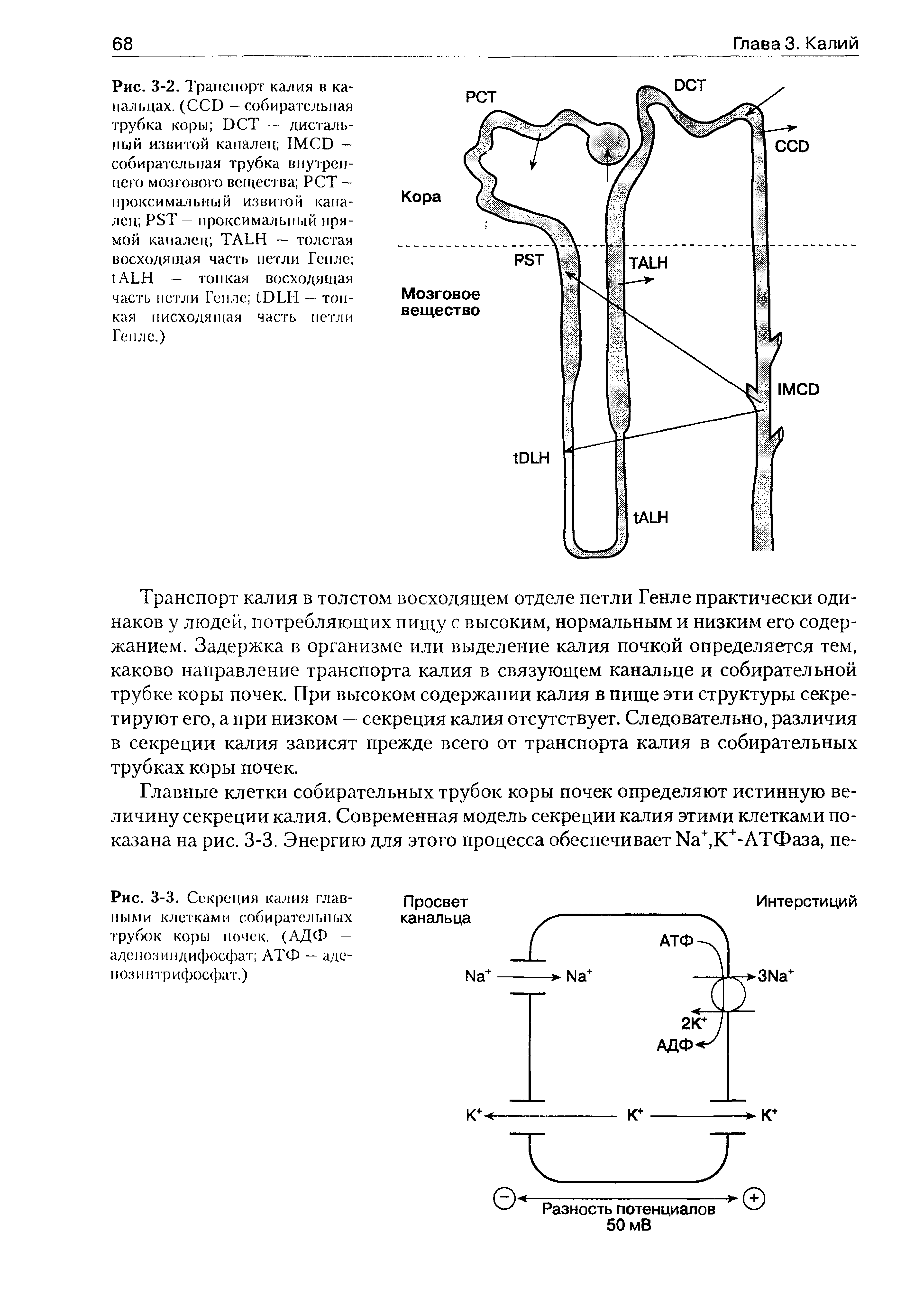 Рис. 3-3. Секреция калия главными клетками собирательных трубок коры почек. (АДФ — аденозин дифосфат АТФ — аде-позинтрифосфат.)...