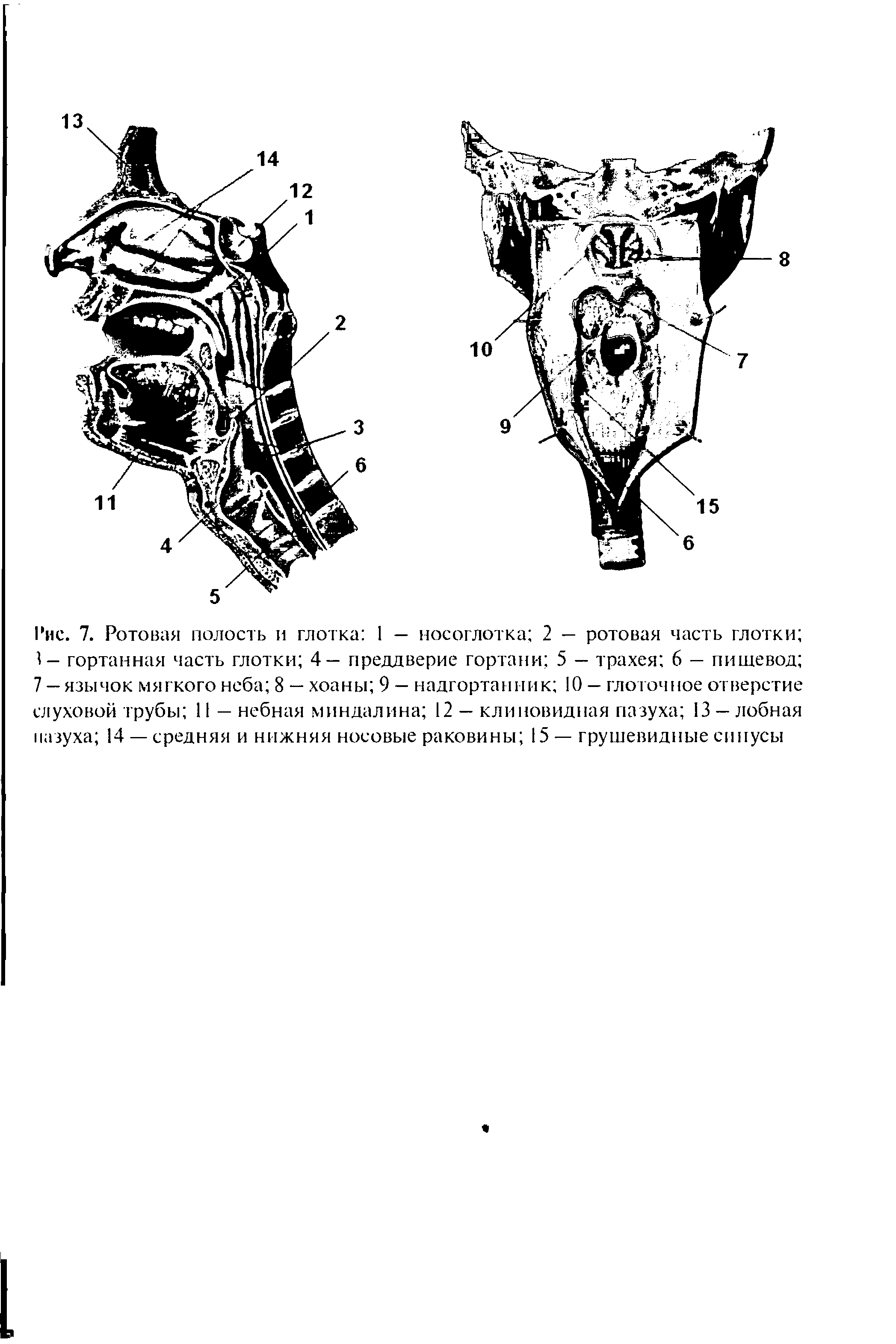 Рис. 7. Ротовая полость и глотка 1 — носоглотка 2 — ротовая часть глотки 1— гортанная часть глотки 4— преддверие гортани 5 — трахея 6 — пищевод 7 —язычок мягкого неба 8 — хоаны 9 — надгортанник 10 — глоточное отверстие слуховой трубы 11 — небная миндалина 12 — клиновидная пазуха 13 —лобная пазуха 14 —средняя и нижняя носовые раковины 15 — грушевидные синусы...