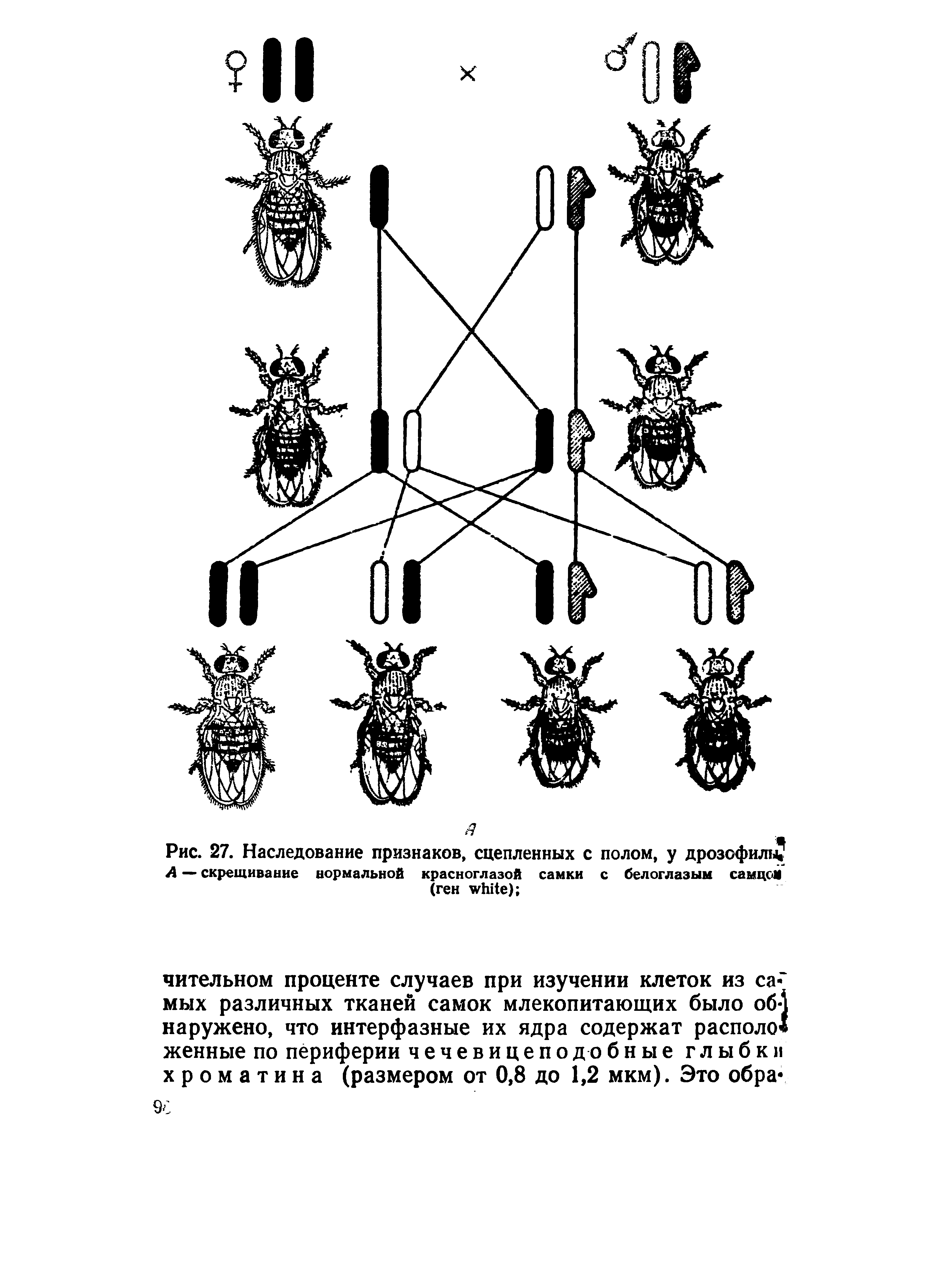 Рис. 27. Наследование признаков, сцепленных с полом, у дрозофил , А — скрещивание нормальной красноглазой самки с белоглазым самцом (ген ) ...