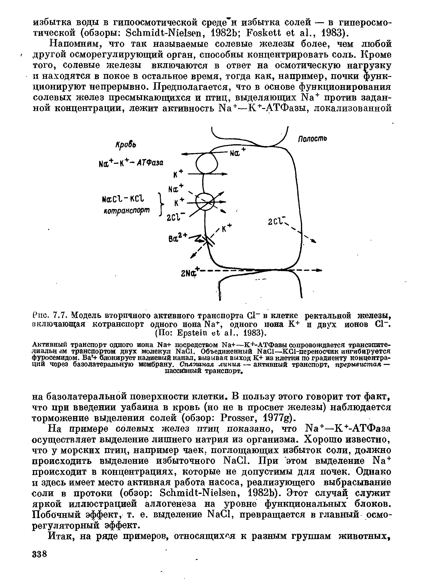 Рис. 7.7. Модель вторичного активного транспорта С1 в клетке ректальной железы, включающая котранспорт одного иона N +, одного иона К+ и двух ионов С1. (По E ., 1983).