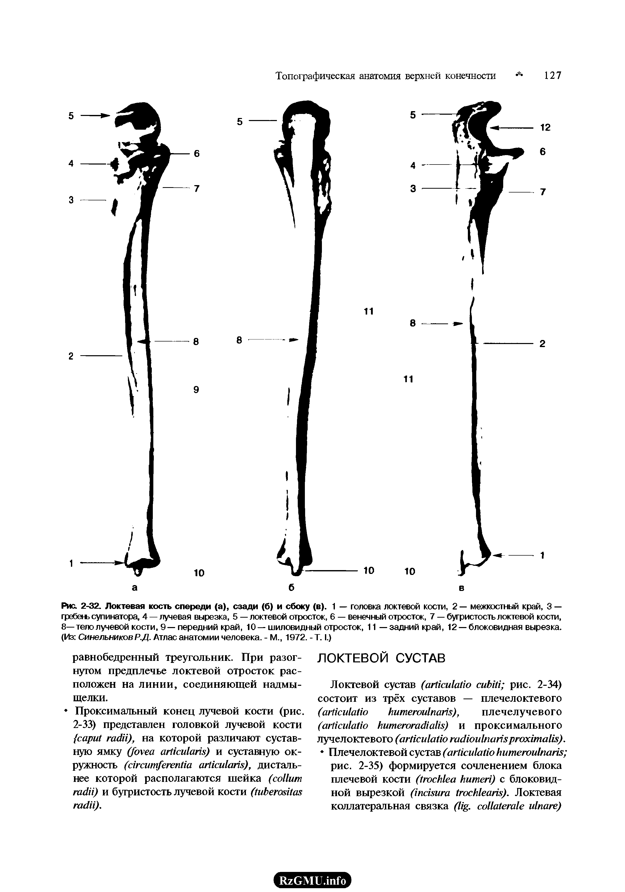 Рис. 2-32. Локтевая кость спереди (а), сзади (б) и сбоку (в). 1 — головка локтевой кости, 2 — межкостный край, 3 — гребегь супинатора, 4 — лучевая вырезка, 5 — локтевой отросток, 6 — венечный отросток, 7 — бугристость локтевой кости, 8—тело лучевой кости, 9—передний край, 10—шиловидный отросток, 11 — задний край, 12 —блоковидная вырезка. (Из Синельников Р.Д. Атлас анатомии человека. - М., 1972. -Т. I.)...