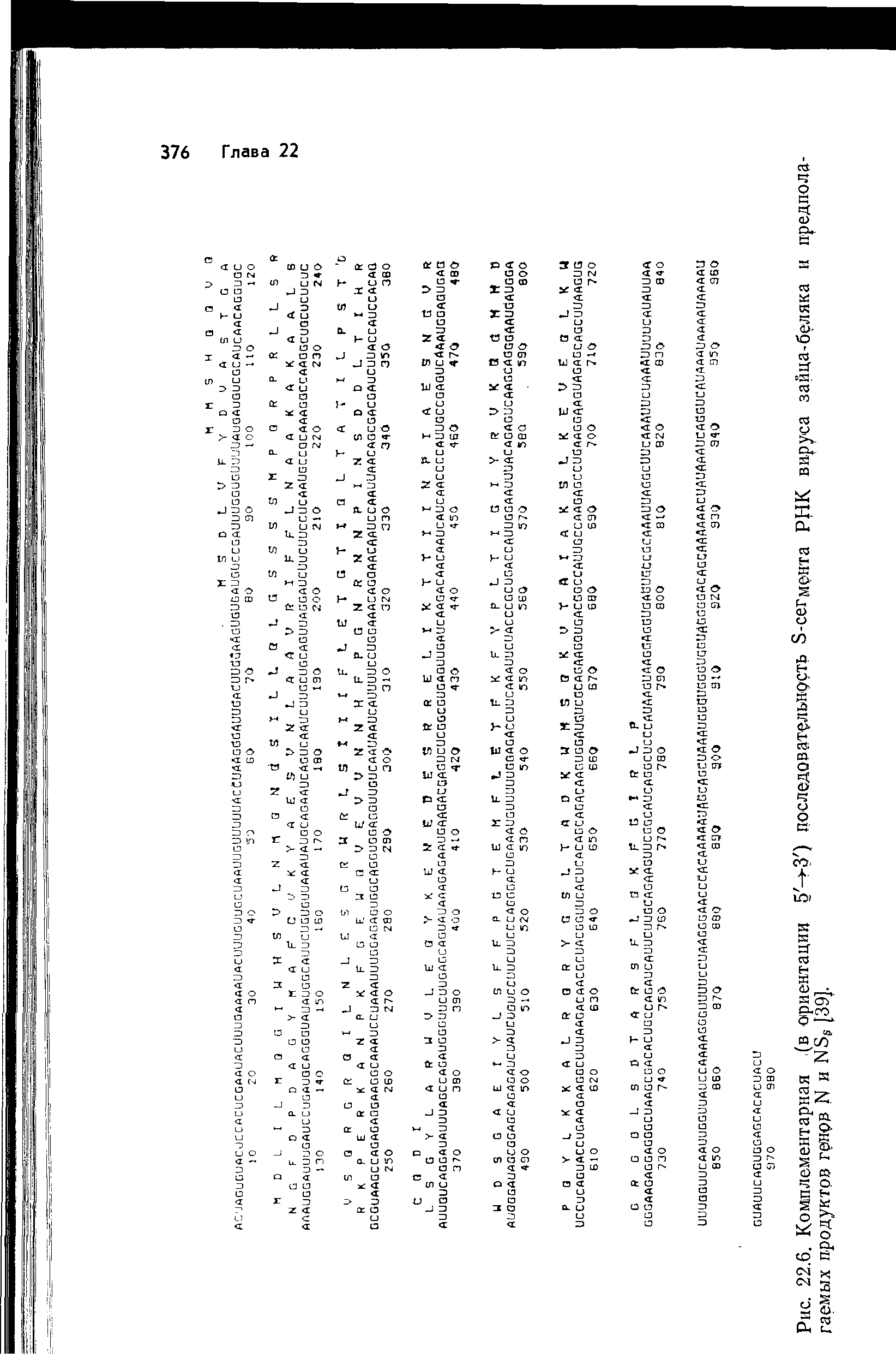 Рис. 22.6. Комплементарная (в ориентации 5 ->-3 ) последовательность Э-сегмента РНК вируса зайца-беляка и предполагаемых продуктов генри N и N5 [39].