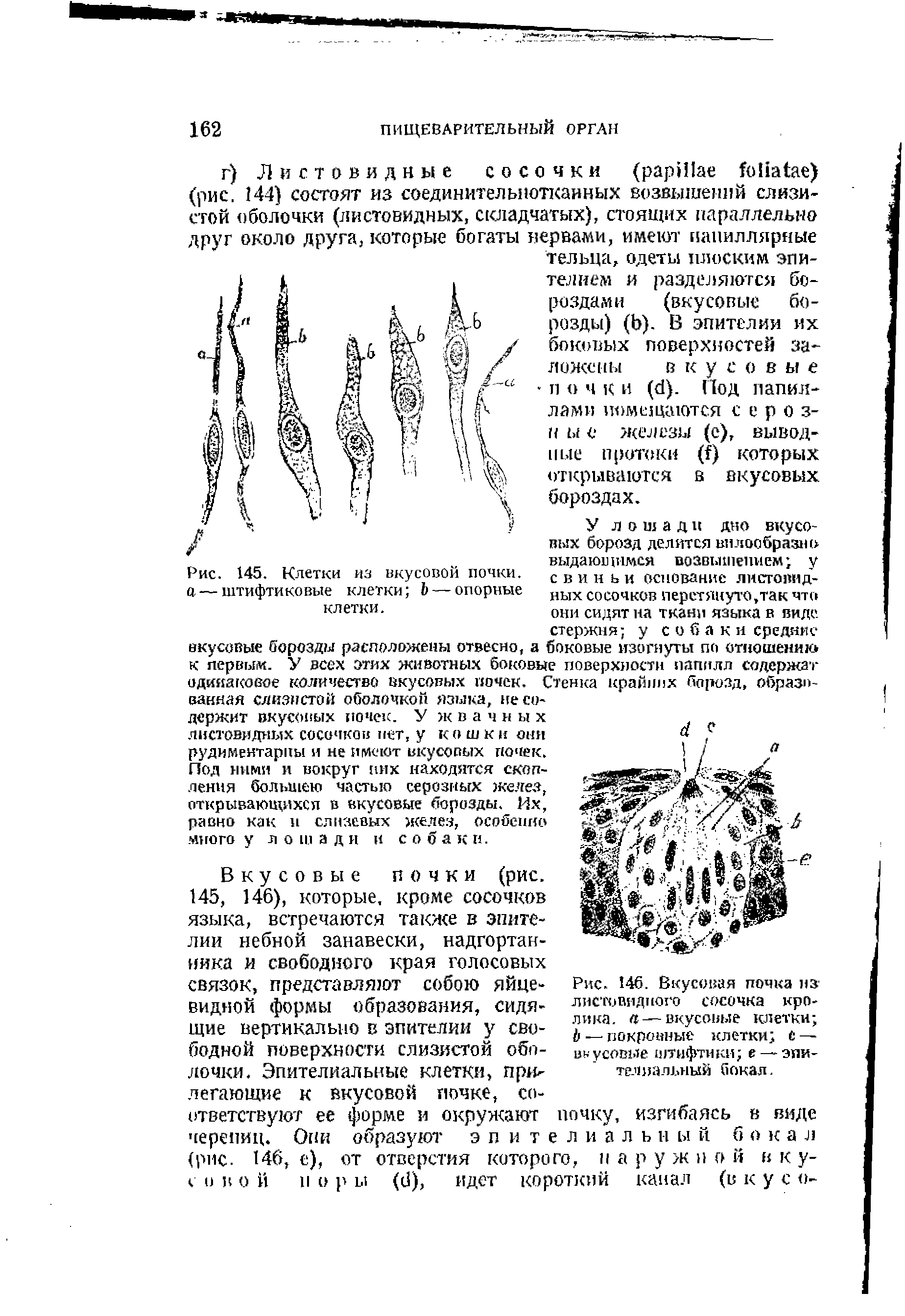 Рис. 146. Вкусовая почка из листовидного сосочка кролика. — вкусовые клетки Ь — покровные клетки е — вкусовые штифтики е —эпителиальный бокал.