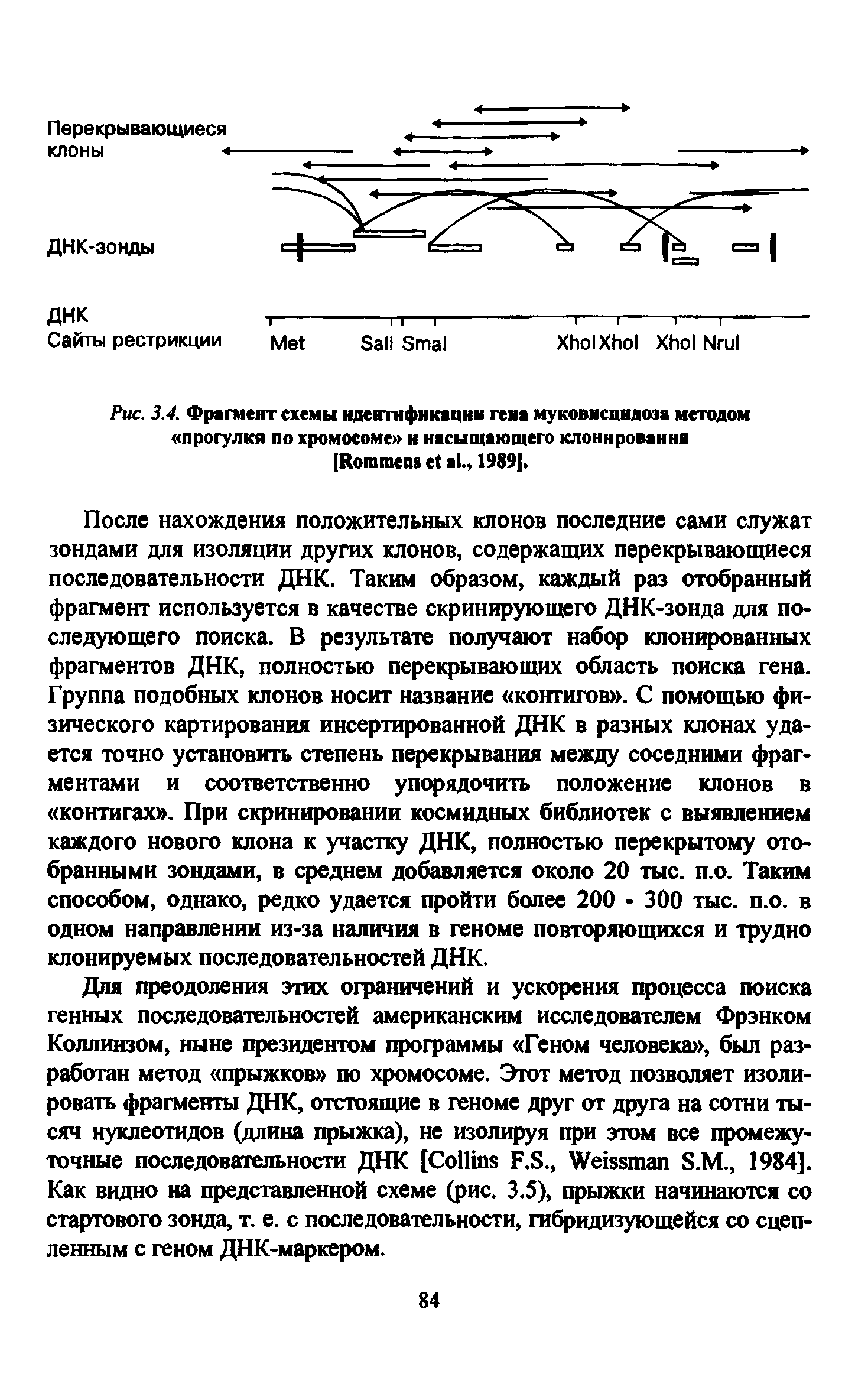 Рис. 3.4. Фрагмент схемы идентификации гена муковисцидоза методом прогулки по хромосоме и насыщающего клонирования [R ., 1989].