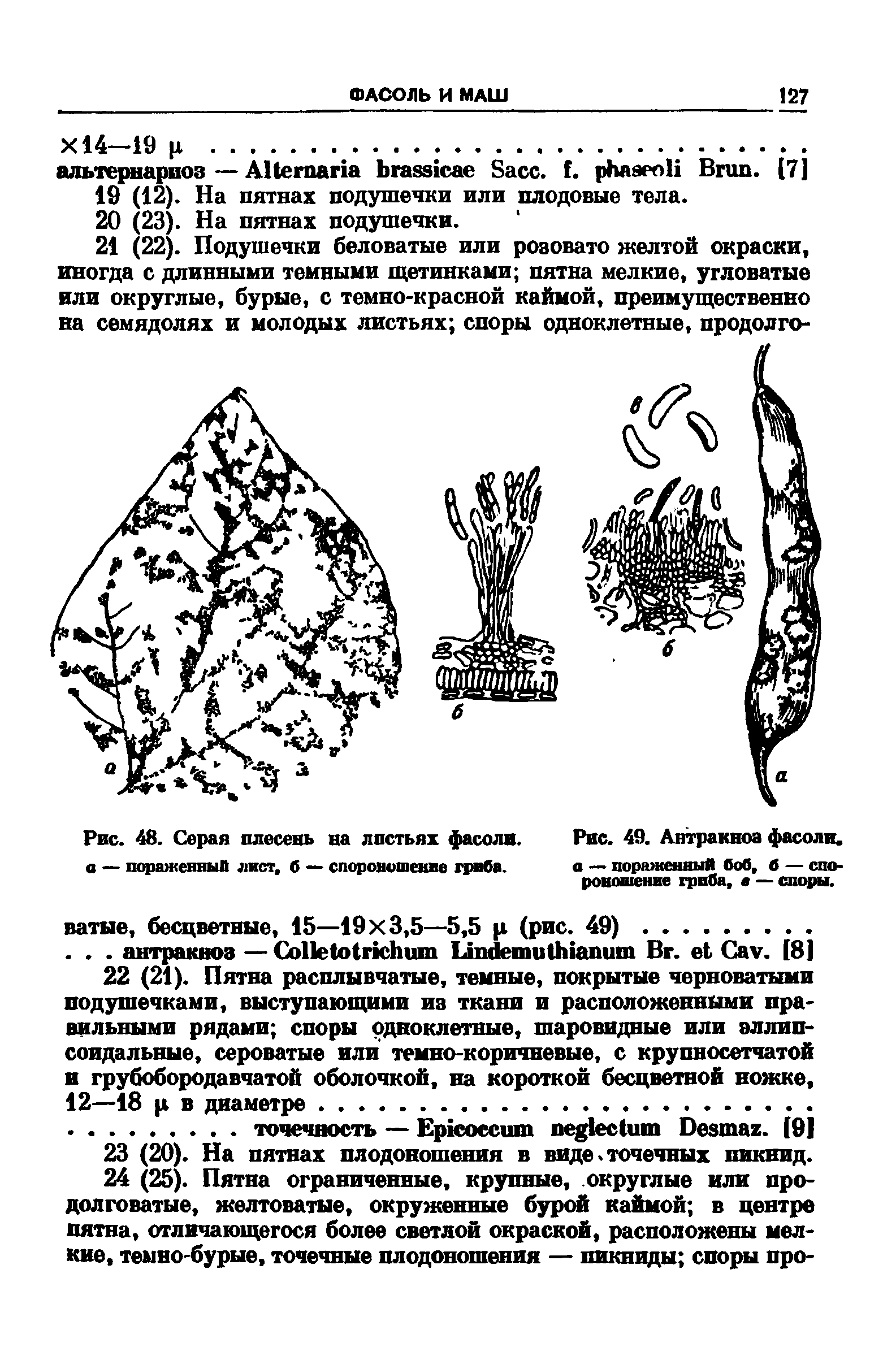 Рис. 48. Серая плесень на листьях фасоли. Рис. 49. Антракноз фасоли,...