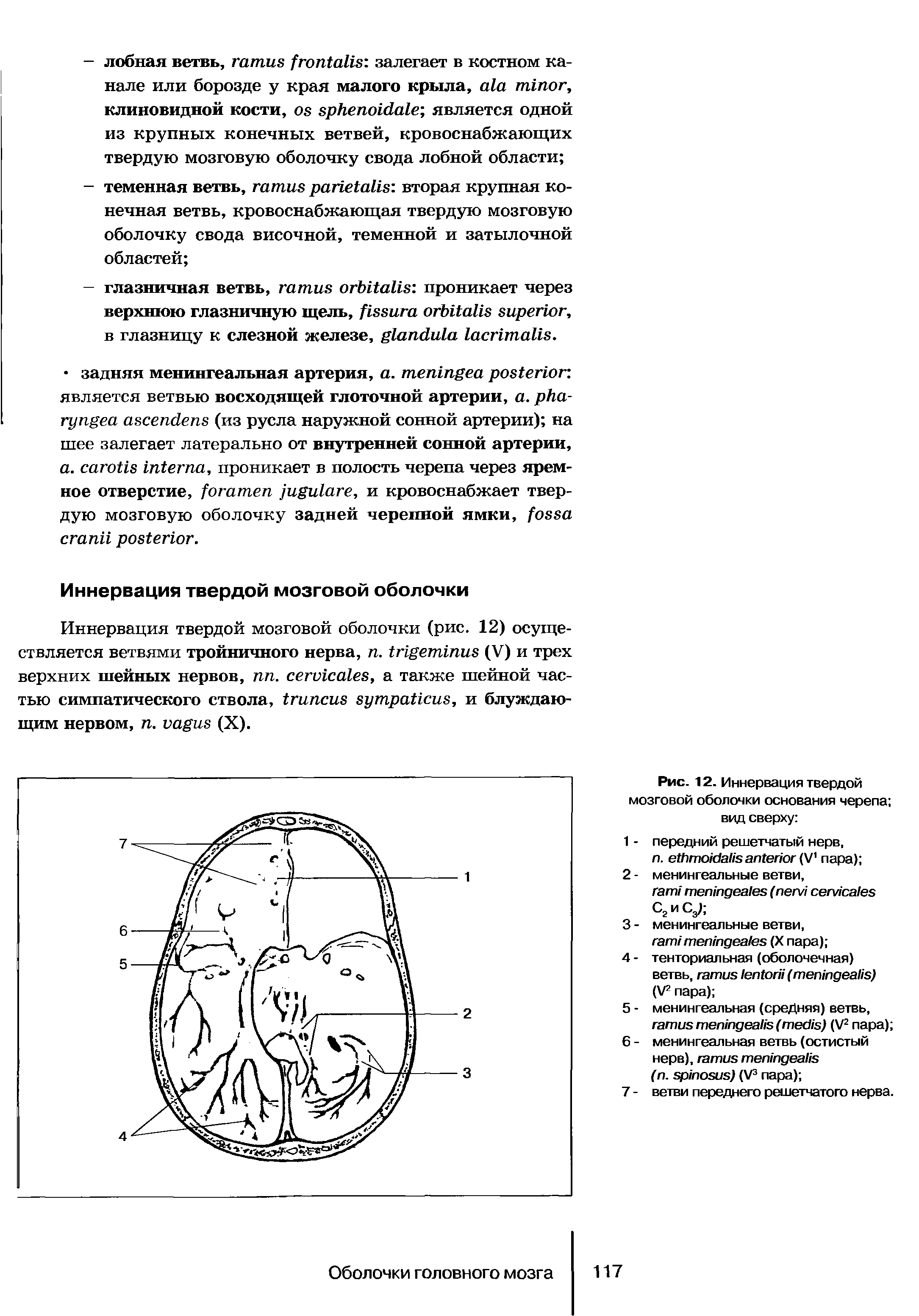 Рис. 12. Иннервация твердой мозговой оболочки основания черепа вид сверху ...