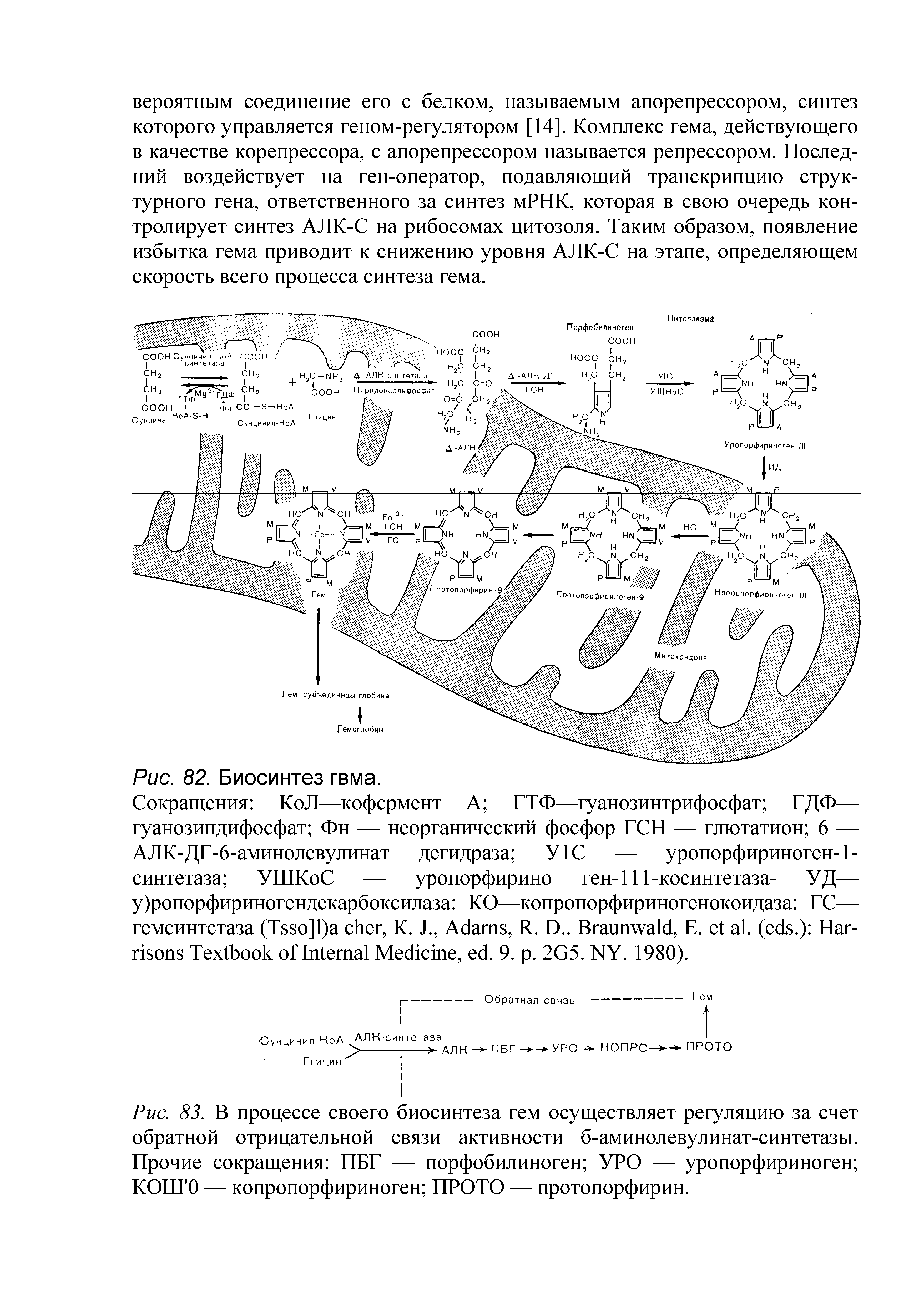 Рис. 83. В процессе своего биосинтеза гем осуществляет регуляцию за счет обратной отрицательной связи активности б-аминолевулинат-синтетазы. Прочие сокращения ПБГ — порфобилиноген УРО — уропорфириноген КОШ О — копропорфириноген ПРОТО — протопорфирин.