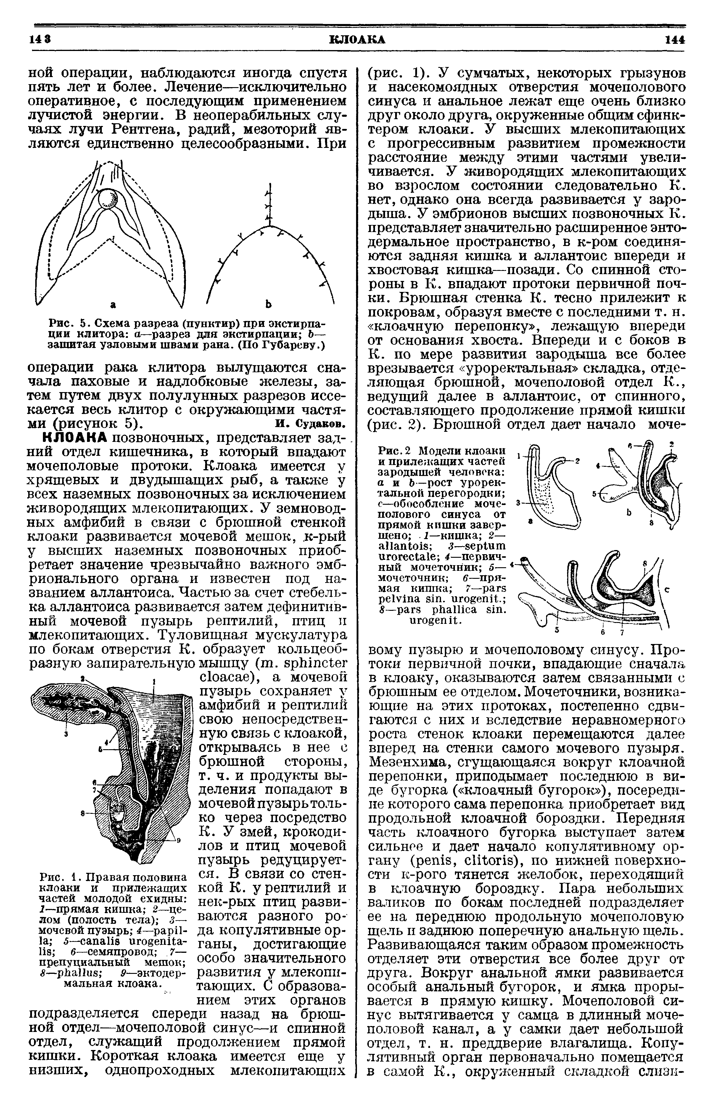 Рис. 1. Правая половина клоаки и прилежащих частей молодой ехидны 1—прямая кишка 2—целом (полость тела) 3— мочевой пузырь 4— 5— - 6—семяпровод 7— препуциальный мешок 8— 9—эктодермальная клоака.