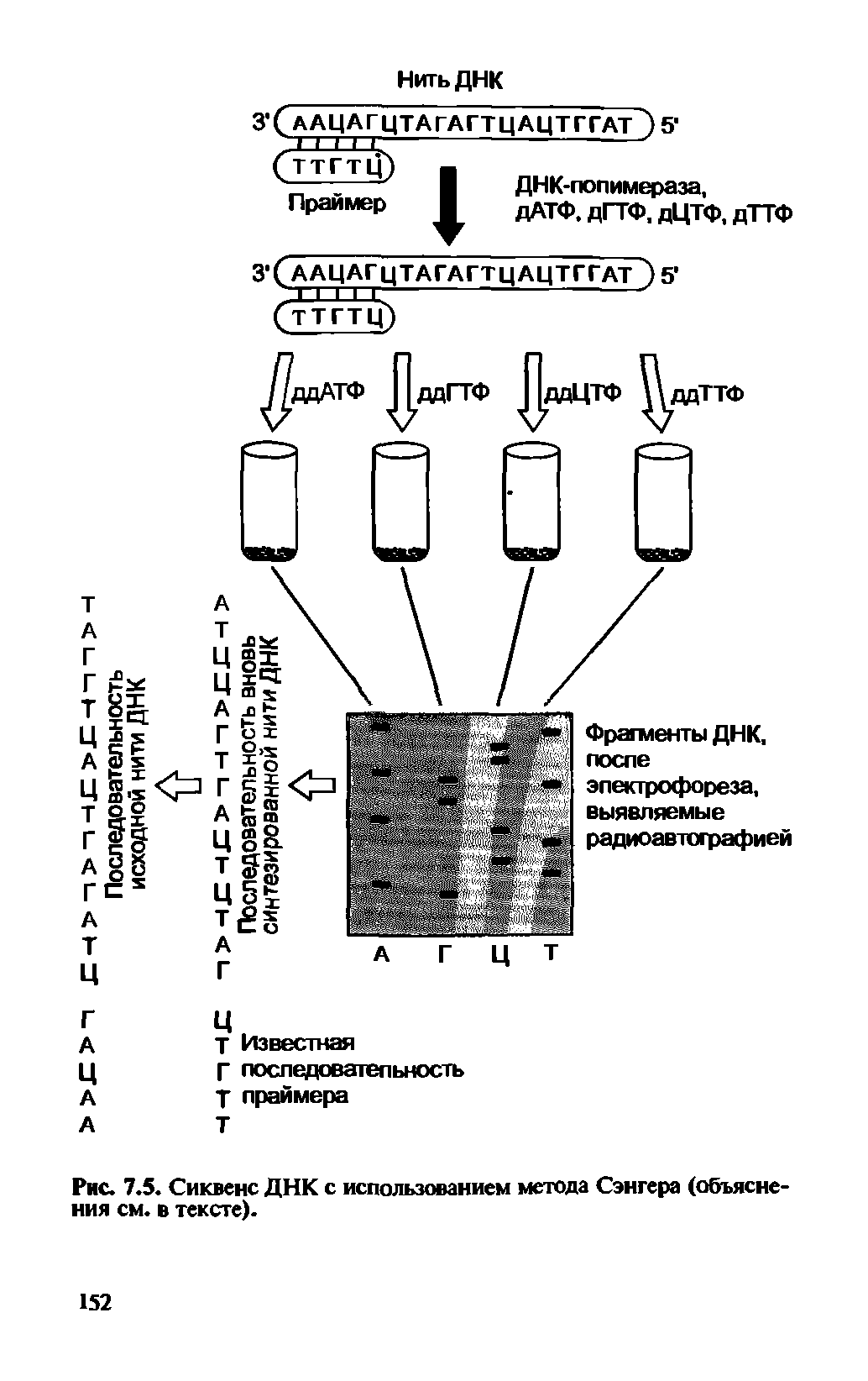Рис. 7.5. Сиквенс ДНК с использованием метода Сэнгера (объяснения см. в тексте).