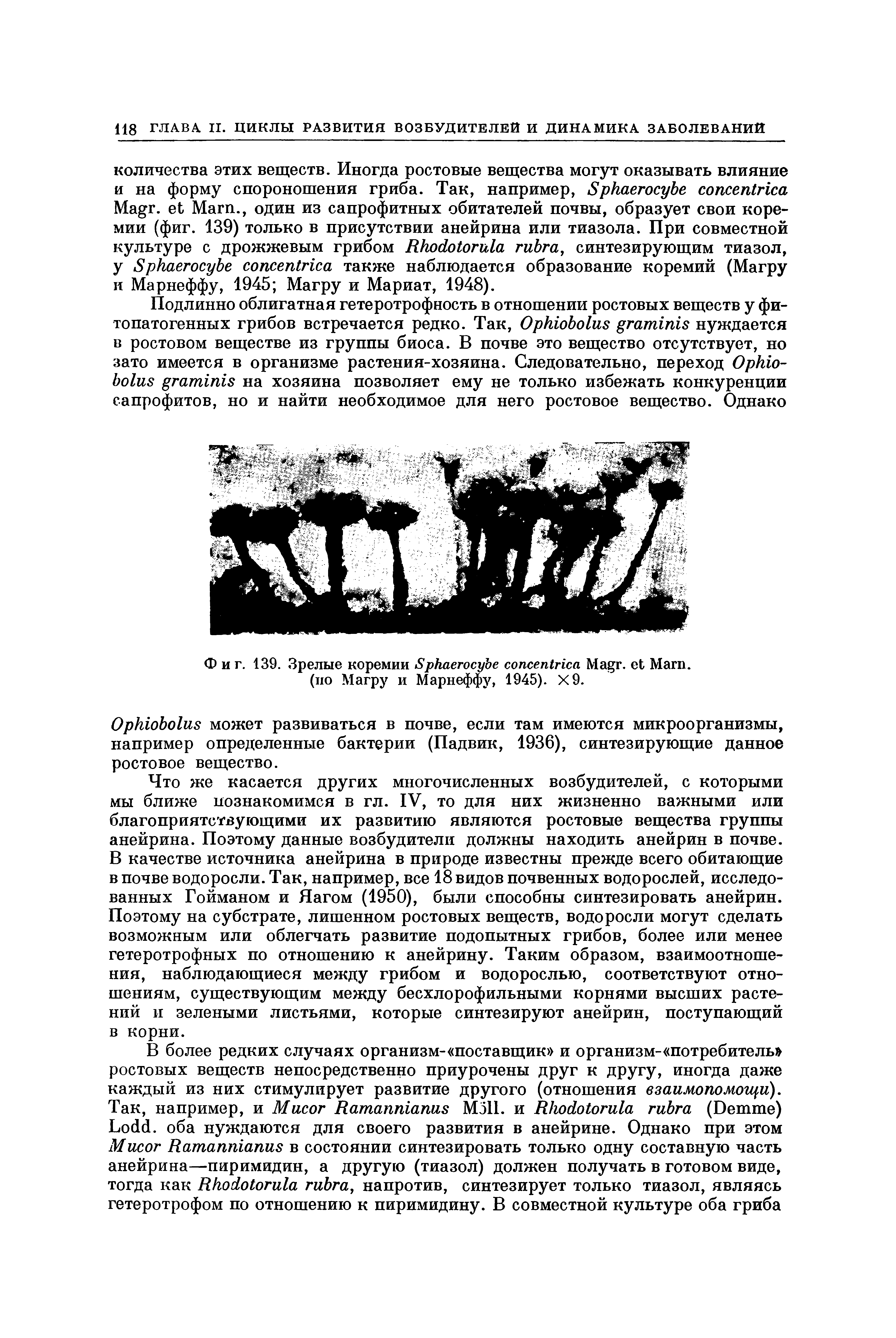 Фиг. 139. Зрелые коремии S M . M . (по Магру и Марнеффу, 1945). X9.