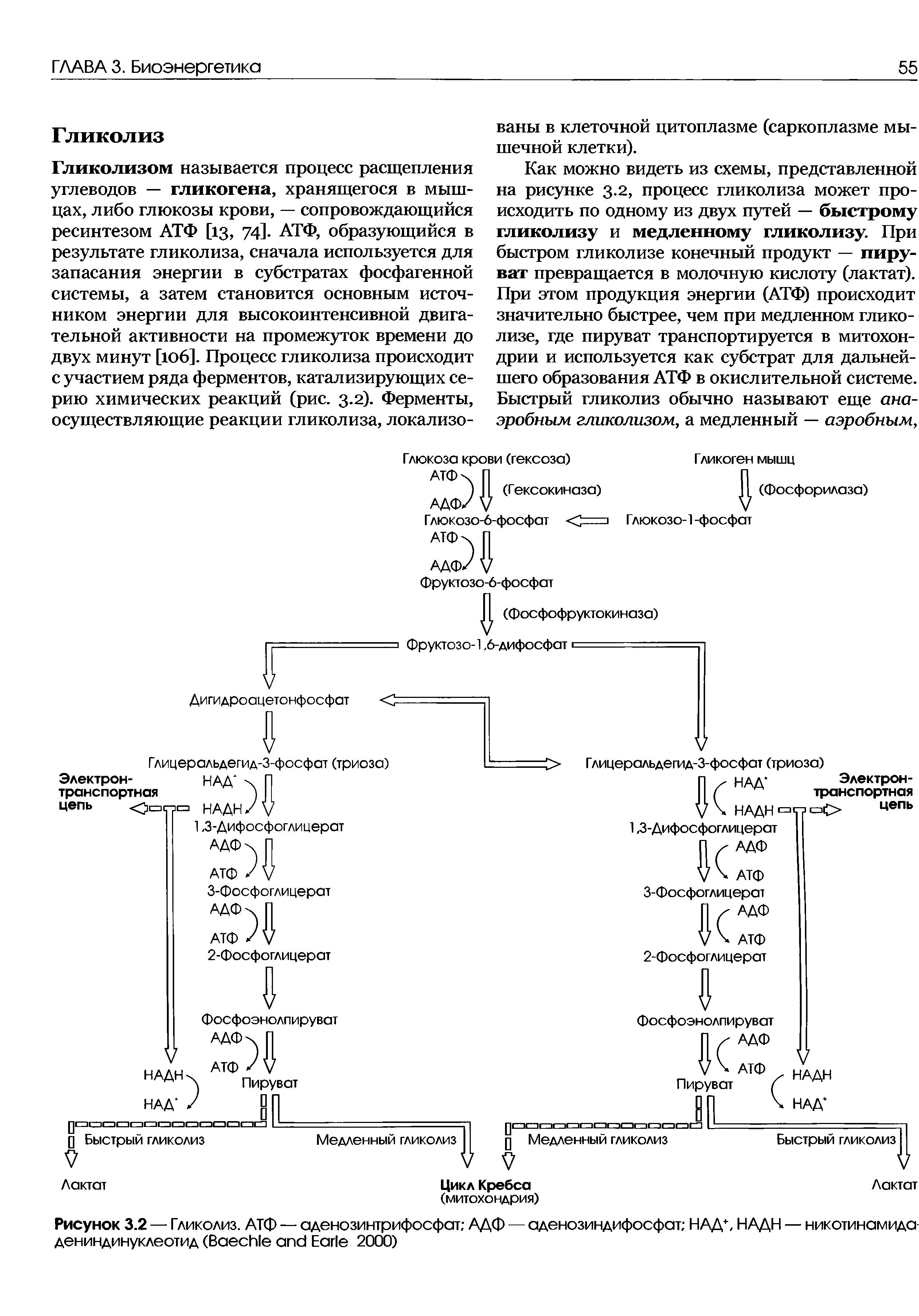 Рисунок 3.2 — Гликолиз. АТф — аденозинтрифосфат АДФ — аденозиндифосфат НАД, НАДН — никотинамида дениндинуклеотид (B E 2000)...