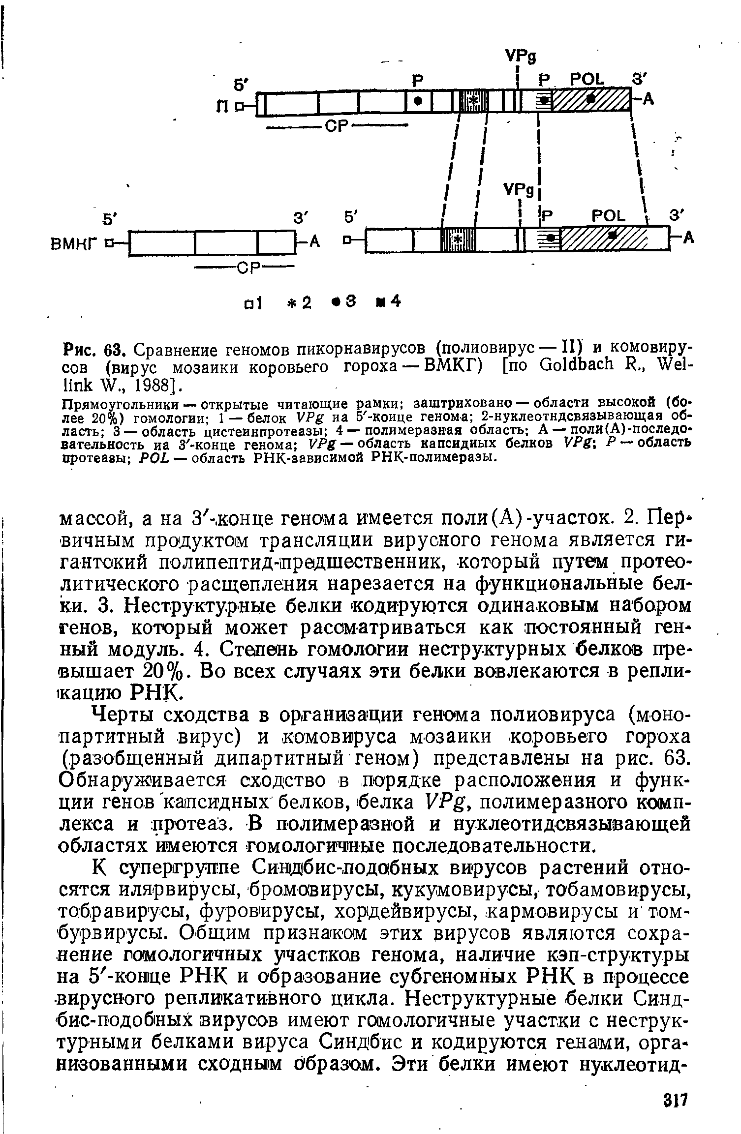 Рис. 63. Сравнение геномов пикорнавирусов (полиовирус — II) и комовиру-сов (вирус мозаики коровьего гороха — ВМКГ) [по G R., W W., 1988].