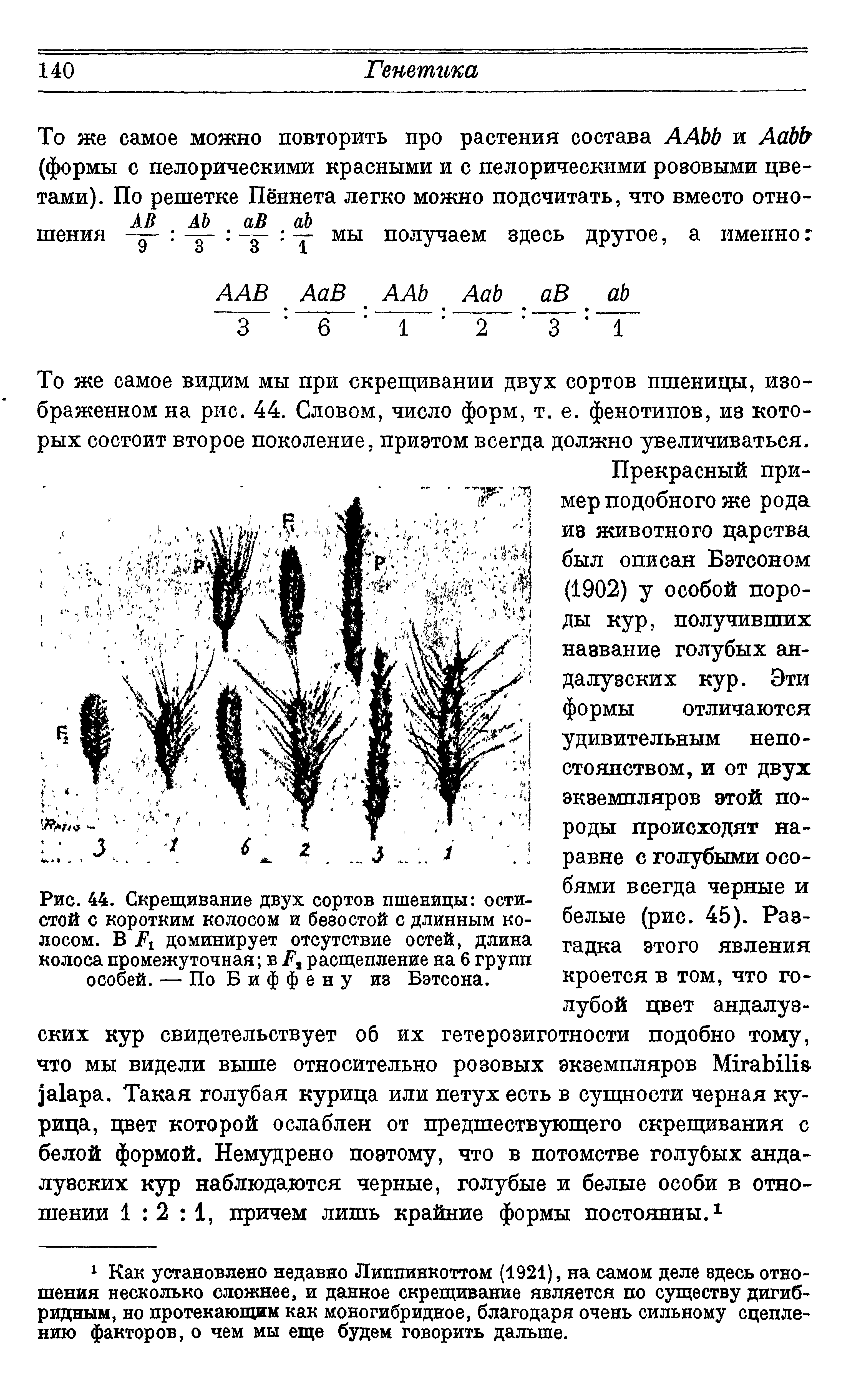 Рис. 44. Скрещивание двух сортов пшеницы остистой с коротким колосом и безостой с длинным колосом. В доминирует отсутствие остей, длина колоса промежуточная в расщепление на 6 групп особей. — ПоБиффену из Бэтсона.