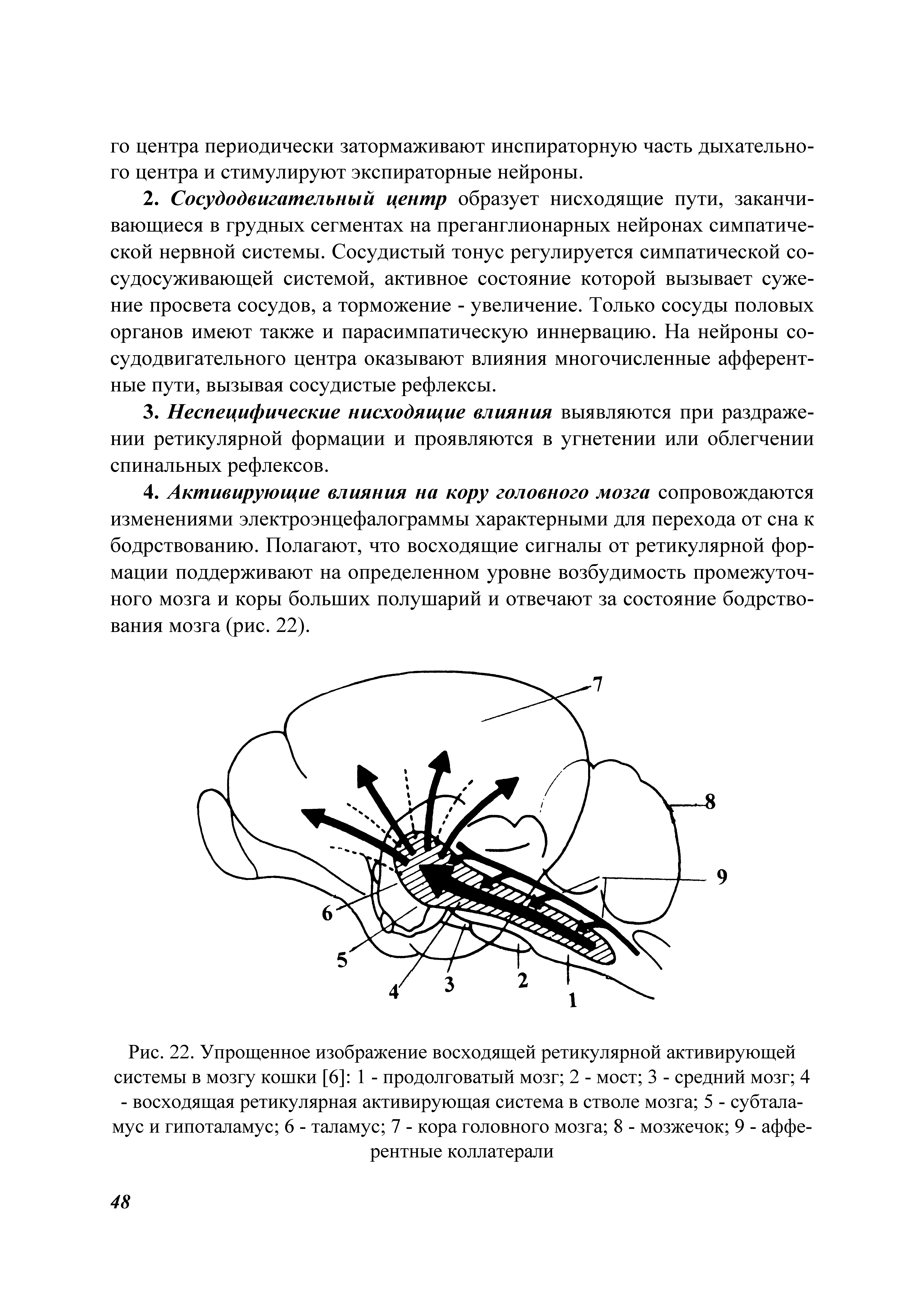 Рис. 22. Упрощенное изображение восходящей ретикулярной активирующей системы в мозгу кошки [6] 1 - продолговатый мозг 2 - мост 3 - средний мозг 4 - восходящая ретикулярная активирующая система в стволе мозга 5 - субталамус и гипоталамус 6 - таламус 7 - кора головного мозга 8 - мозжечок 9 - афферентные коллатерали...