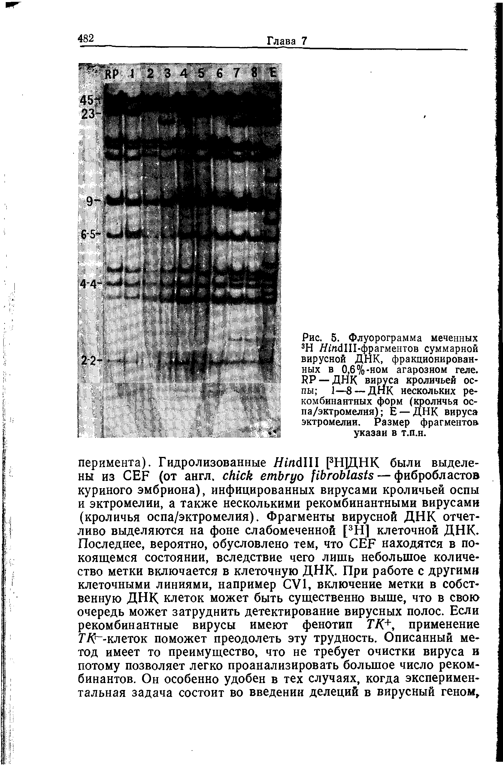 Рис. 5. Флуорограмма меченных 3Н /ДпёШ-фрагментов суммарной вирусной ДНК, фракционированных в 0,6%-ном агарозном геле. РР —ДНК вируса кроличьей оспы 1—8 — ДНК нескольких рекомбинантных форм (кроличья ос-па/эктромелня) Е — ДНК вируса эктромелии. Размер фрагментов указан в т.п.н.