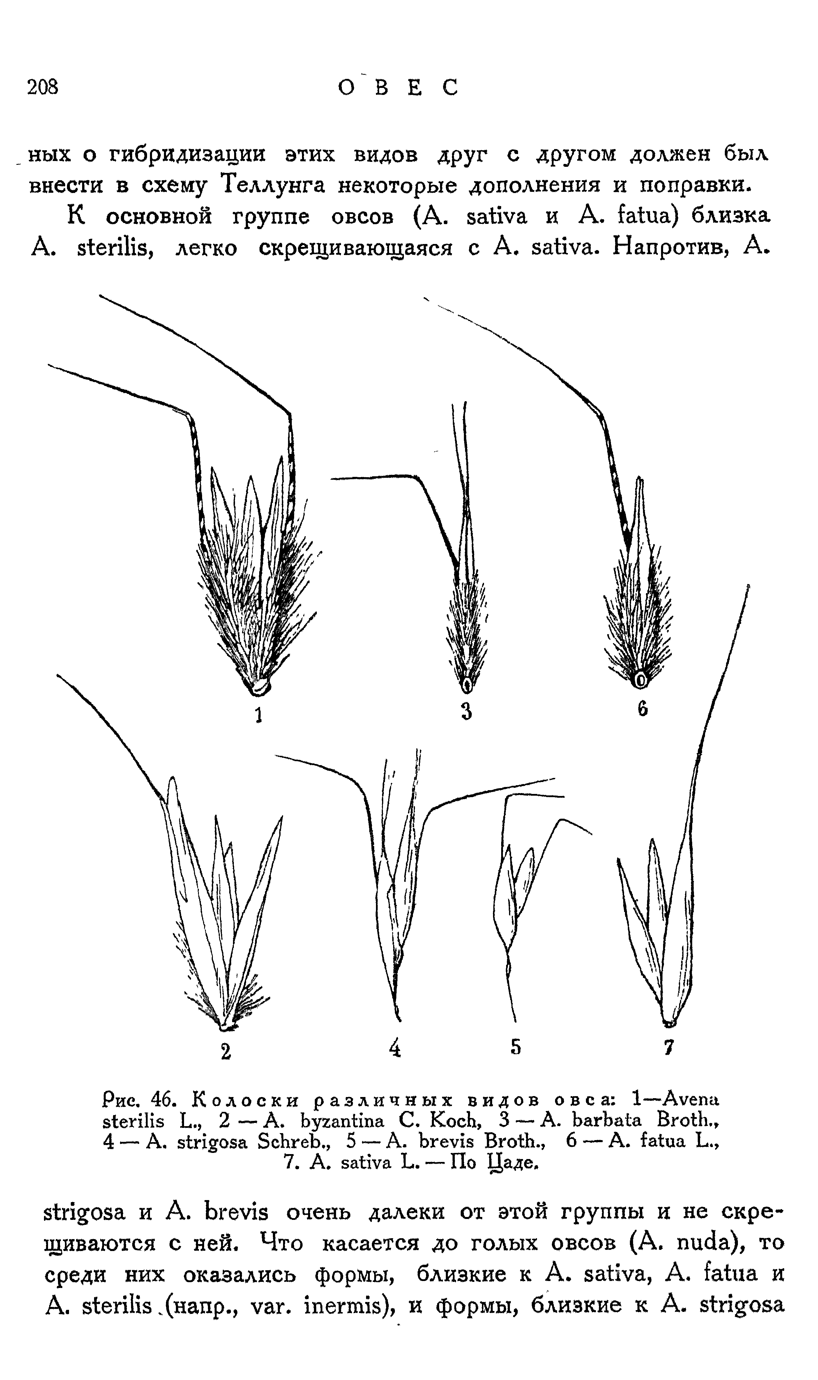 Рис. 46. Колоски различных видов овса 1—A L., 2 — A. С. K , 3 — A. B ., 4 — A. S ., 5 — A. B ., 6 — A. L., 7. A. L. — По Цаде.