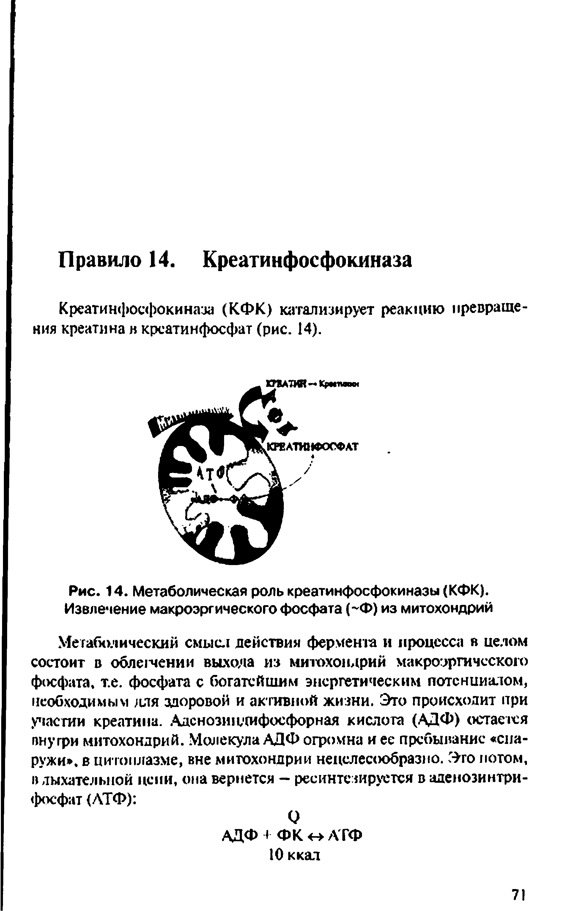 Рис. 14. Метаболическая роль креатинфосфокиназы (КФК). Извлечение макроэргического фосфата ( Ф) из митохондрий...