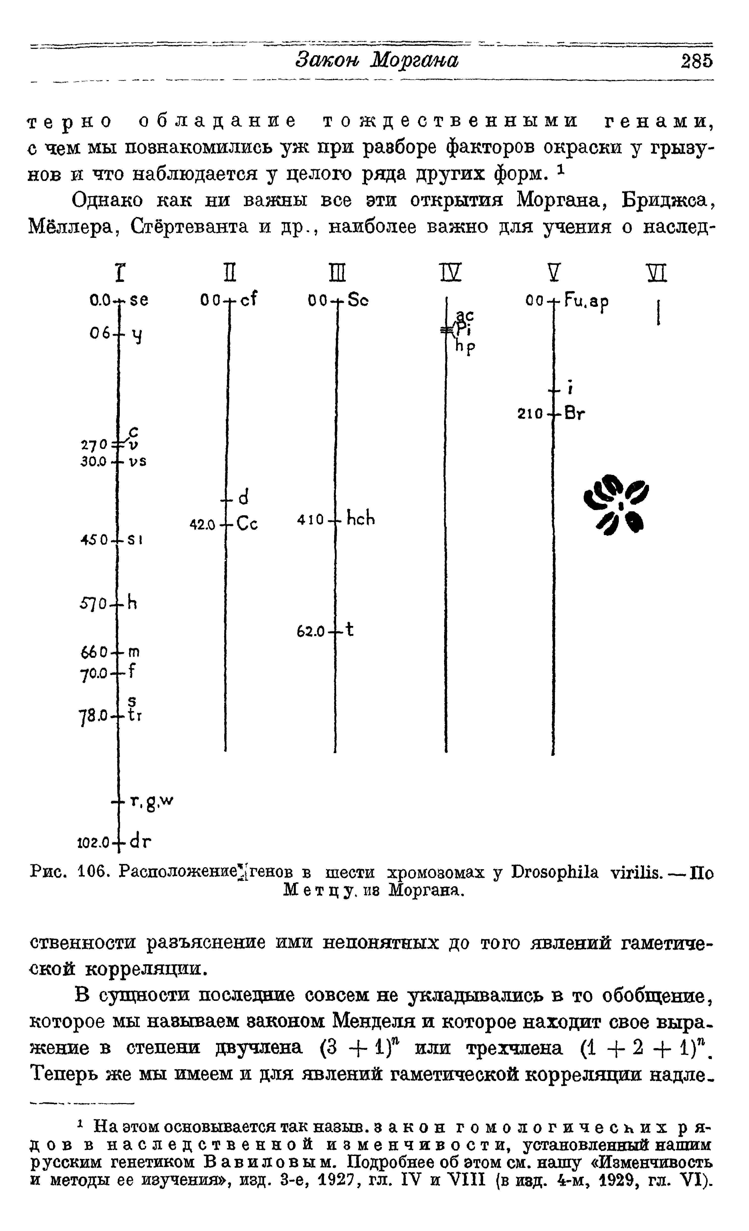 Рис. 106. Расположение [генов в шести хромозомах у D .—По М е т ц у. Моргана.