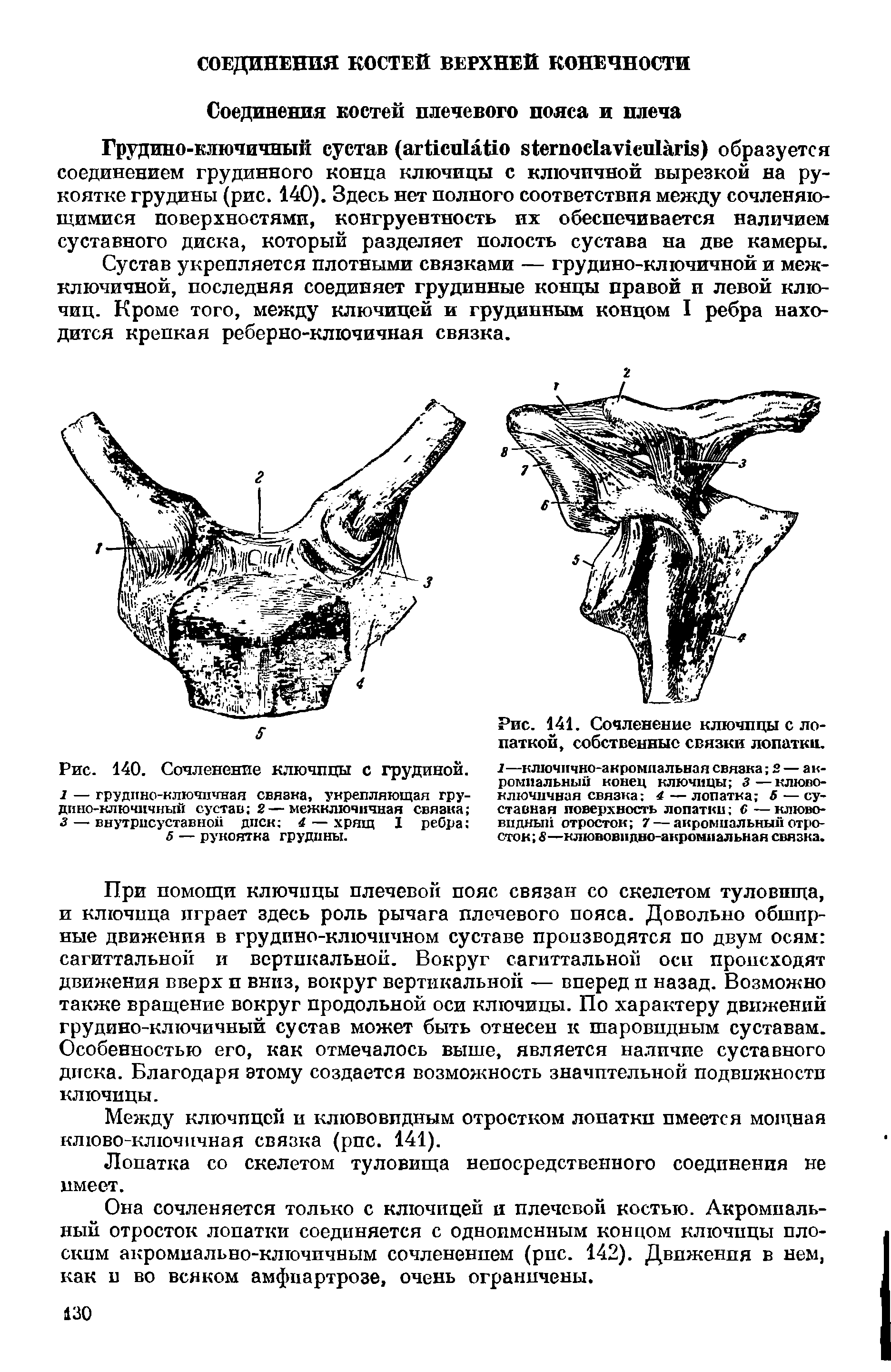 Рис. 141. Сочленение ключицы с лопаткой, собственные связки лопатки.