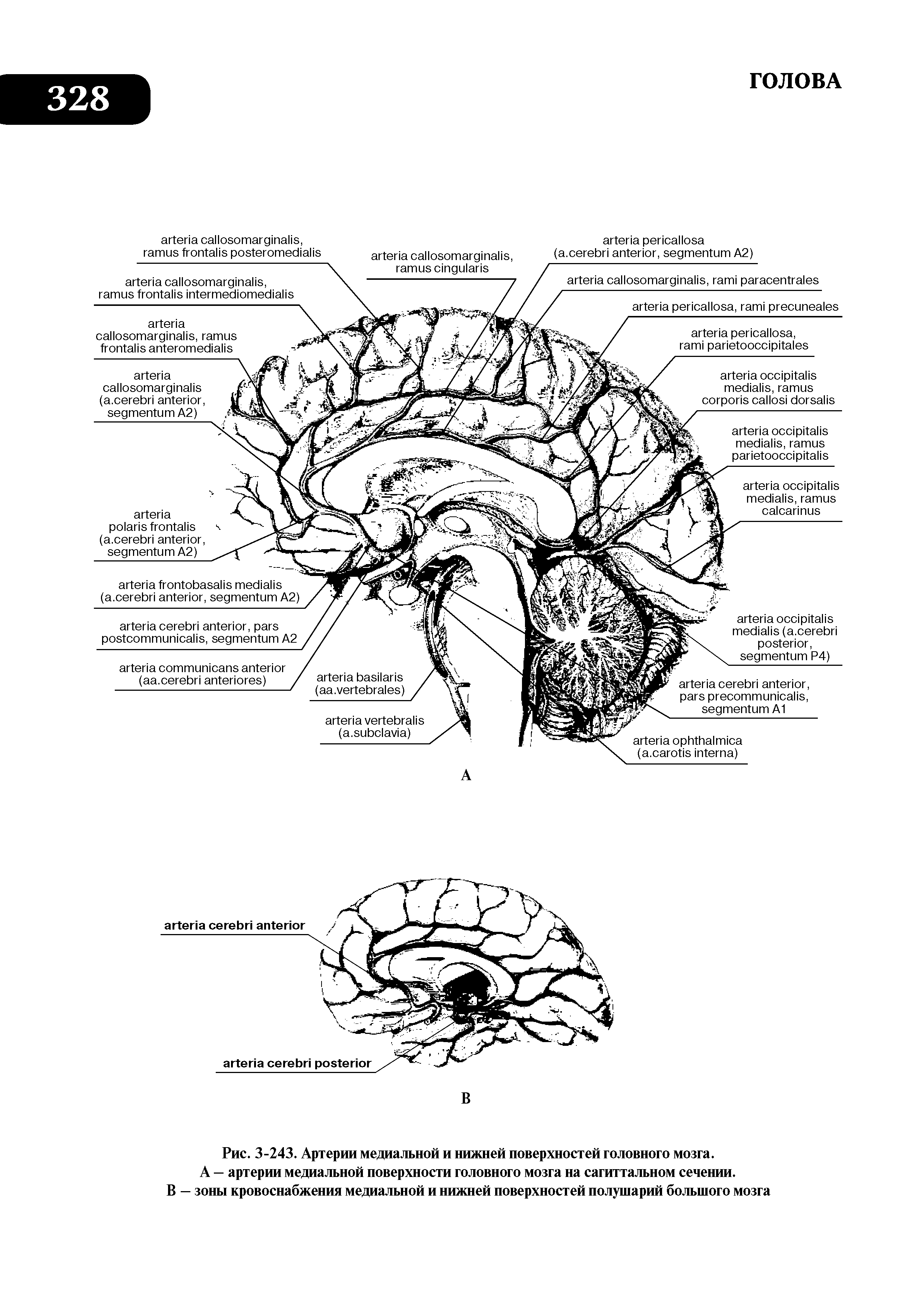 Рис. 3-243. Артерии медиальной и нижней поверхностей головного мозга. А — артерии медиальной поверхности головного мозга на сагиттальном сечении. В — зоны кровоснабжения медиальной и нижней поверхностей полушарий большого мозга...