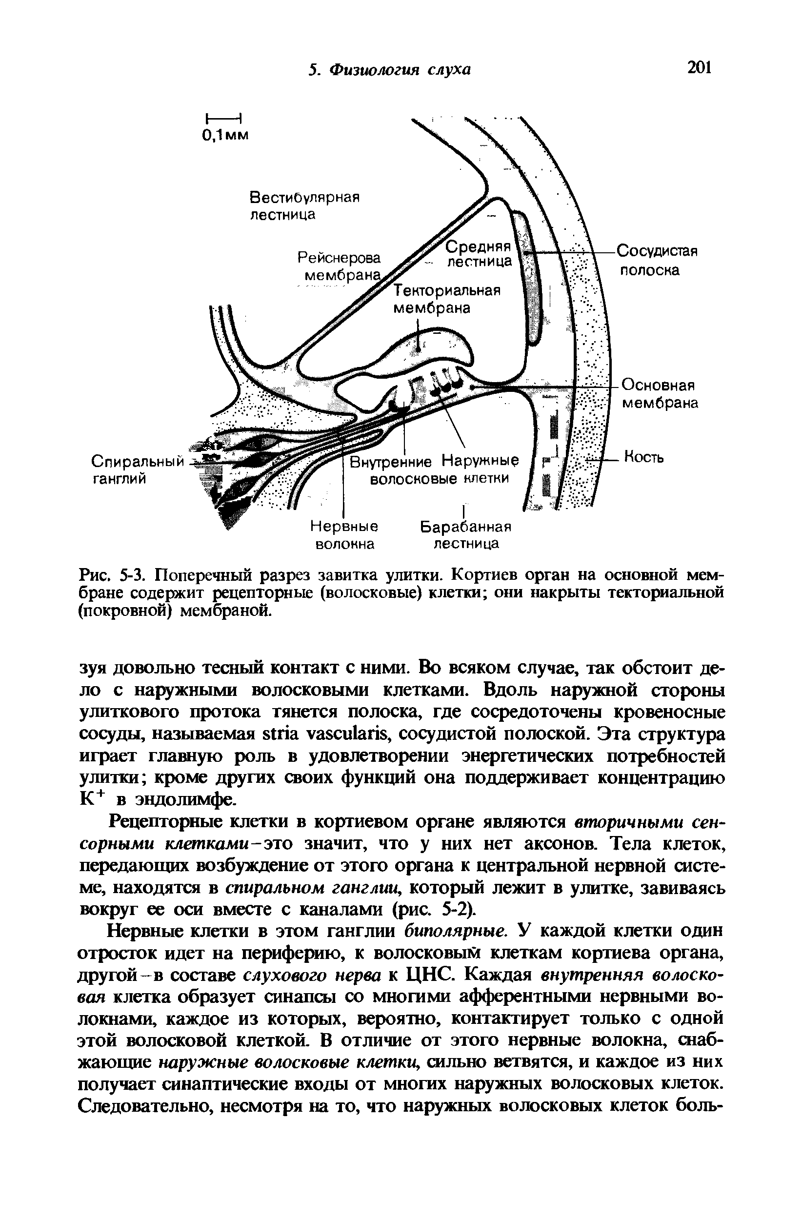 Рис. 5-3. Поперечный разрез завитка улитки. Кортиев орган на основной мембране содержит рецепторные (волосковые) клетки они накрыты текториальной (покровной) мембраной.