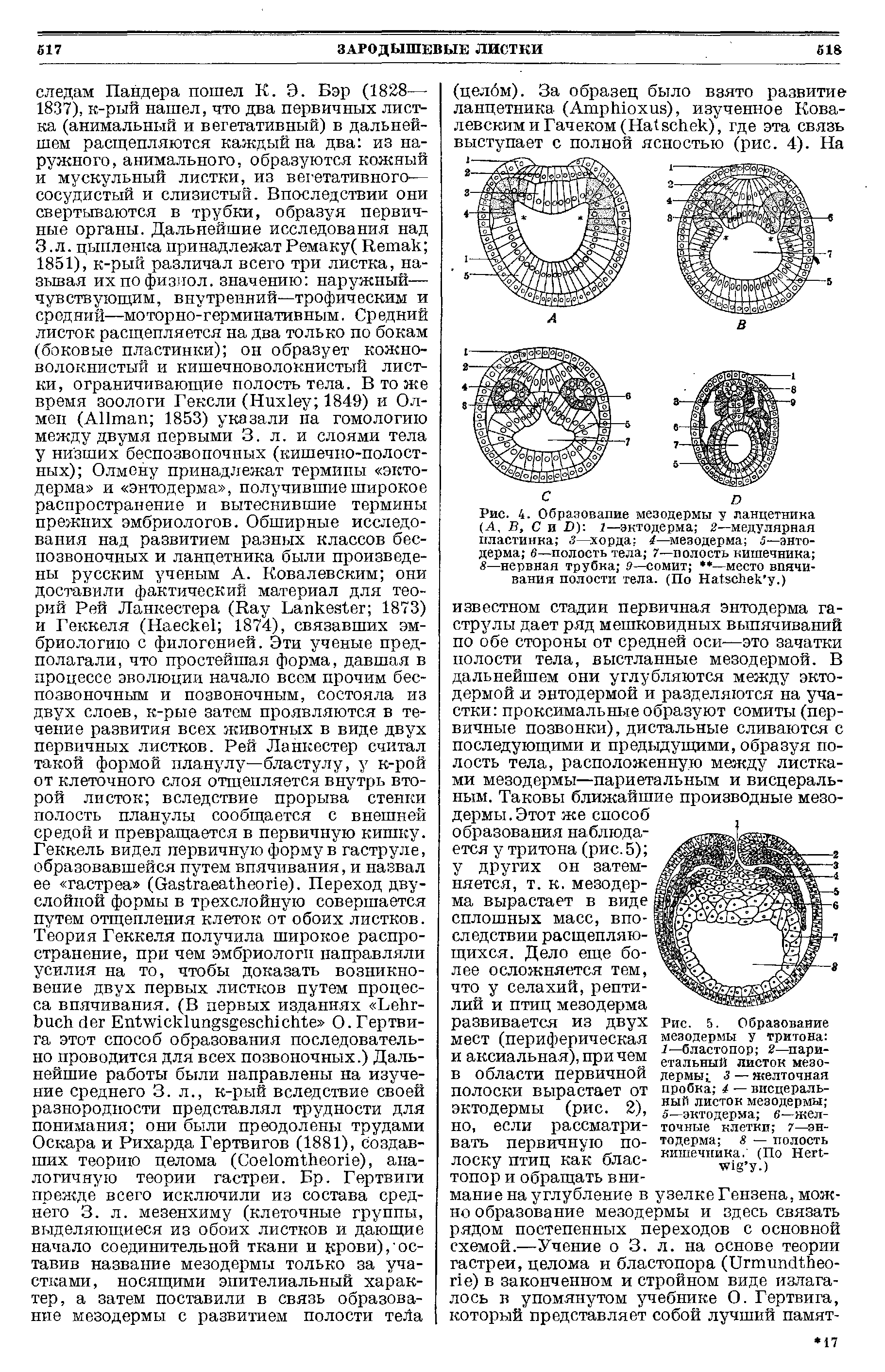 Рис. 5. Образование мезодермы у тритона 1— бластопор 2—париетальный листок мезодермы з — желточная пробка 4 — висцеральный листок мезодермы 5—эктодерма в—желточные клетки 7—энтодерма 8 — полость кишечника. (По НетГ- те-1к у.)...