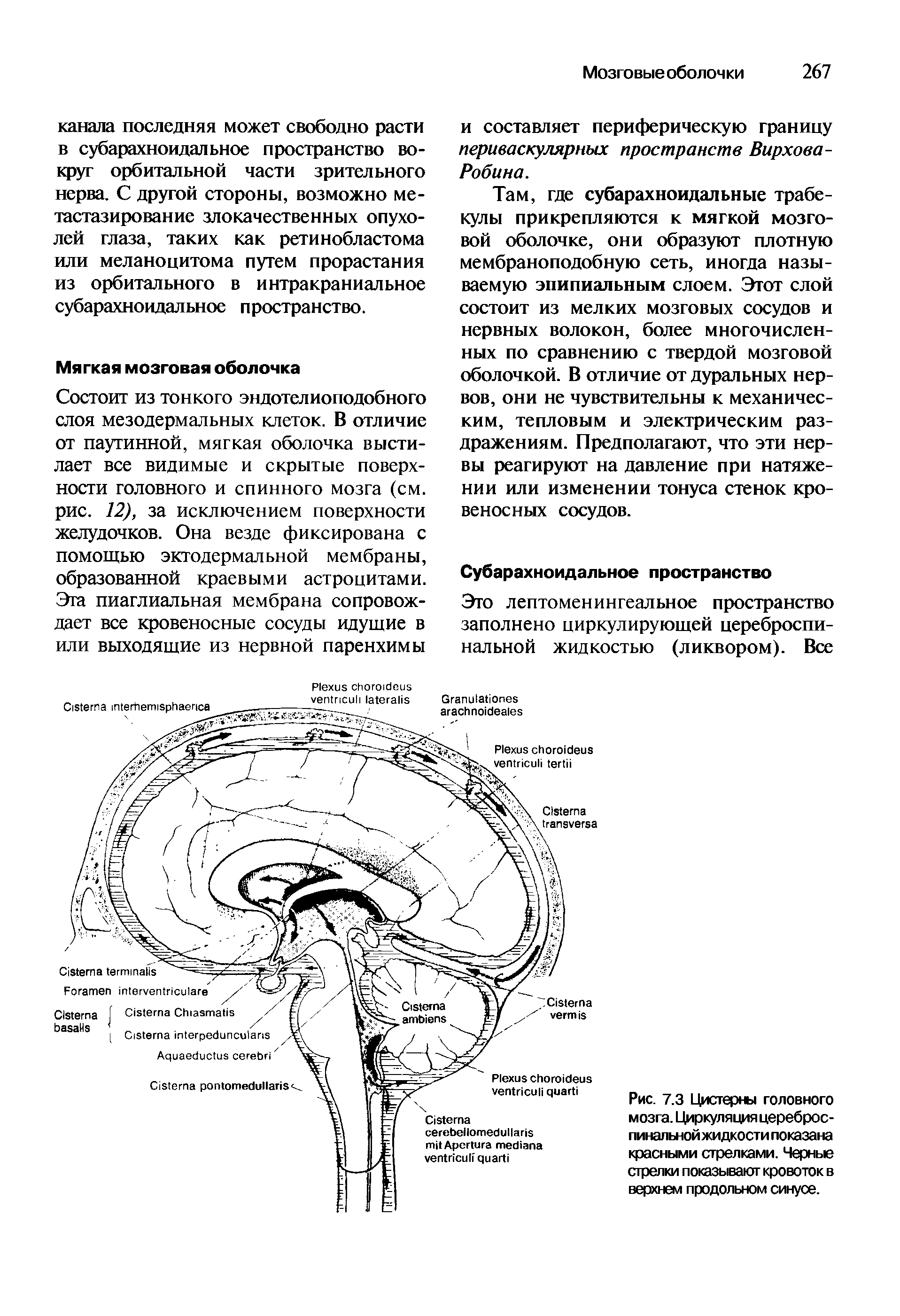 Рис. 7.3 Цистерны головного мозга. Циркуляция цереброспинальной жидкости показана красными стрелками. Черные стрелки показывают кровоток в верхнем продольном синусе.