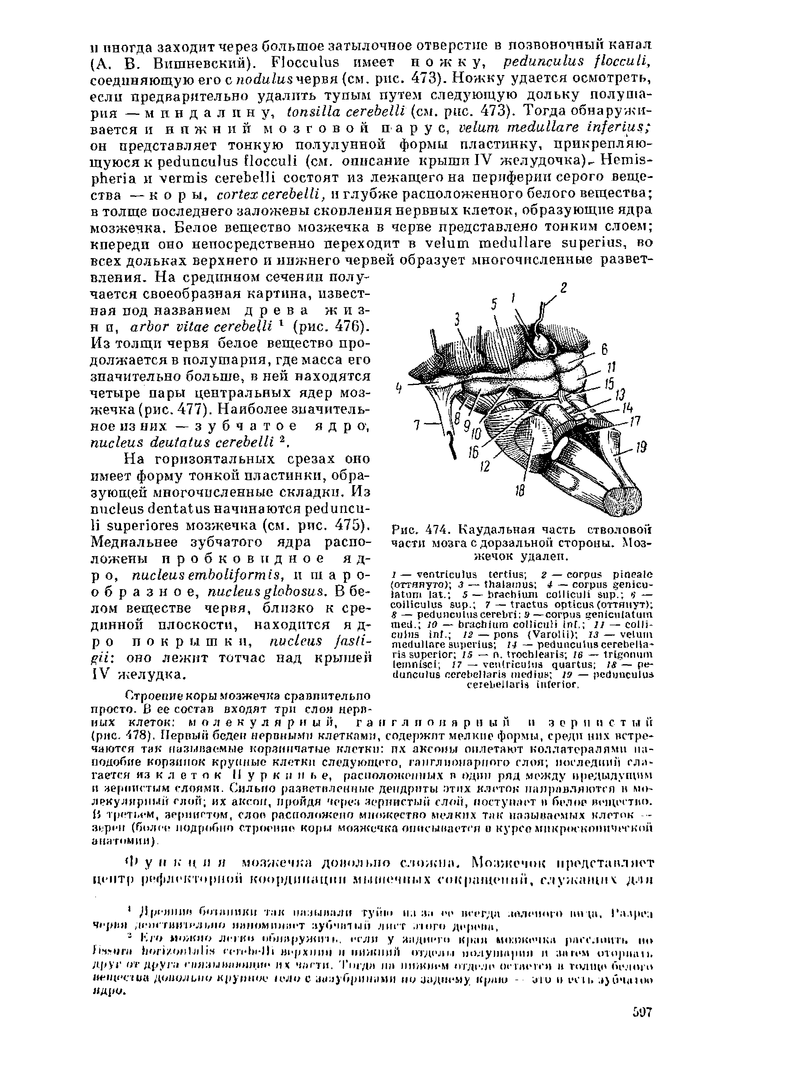 Рис. 474. Каудальная часть стволовой части мозга с дорзальной стороны. Мозжечок удален.