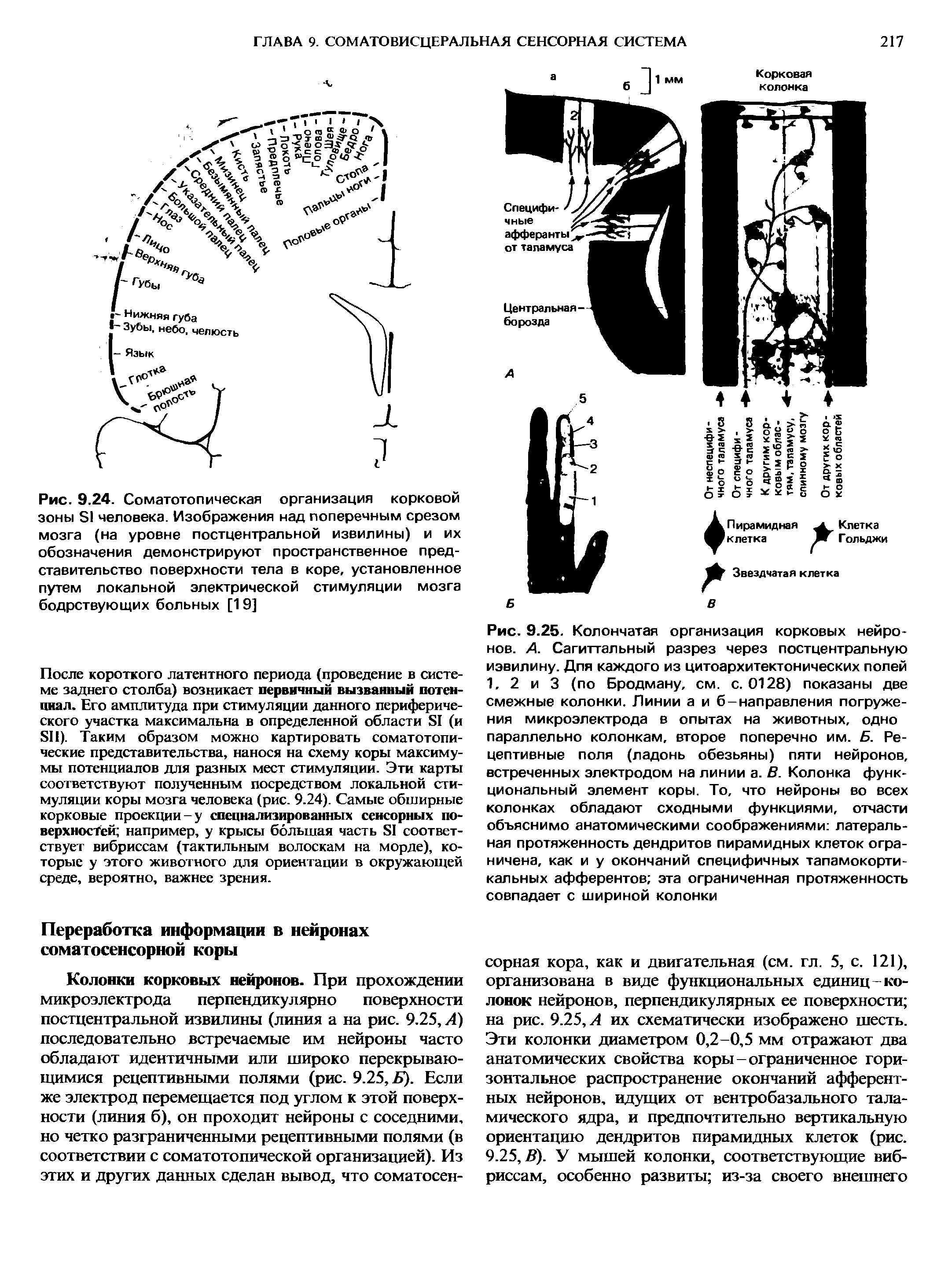 Рис. 9.25. Колончатая организация корковых нейронов. А. Сагиттальный разрез через постцентральную извилину. Для каждого из цитоархитектонических попей 1, 2 и 3 (по Бродману, см. с. 0128) показаны две смежные колонки. Линии а и б-направления погруже-...