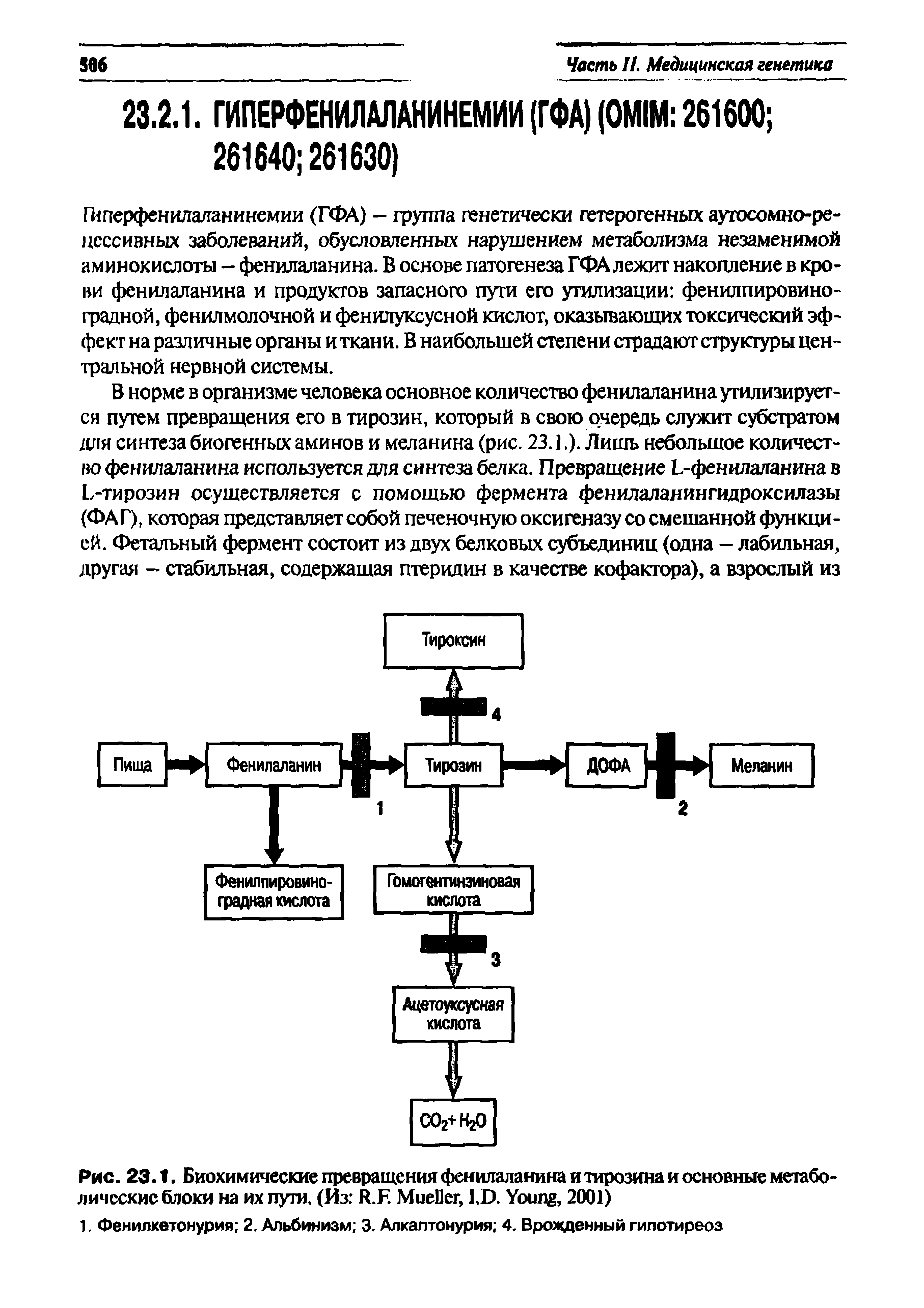 Рис. 23.1. Биохимические превращения фенилаланина и тирозина и основные метаболические блоки на их пути. (Из R.F. M , I.D. Y , 2001)...