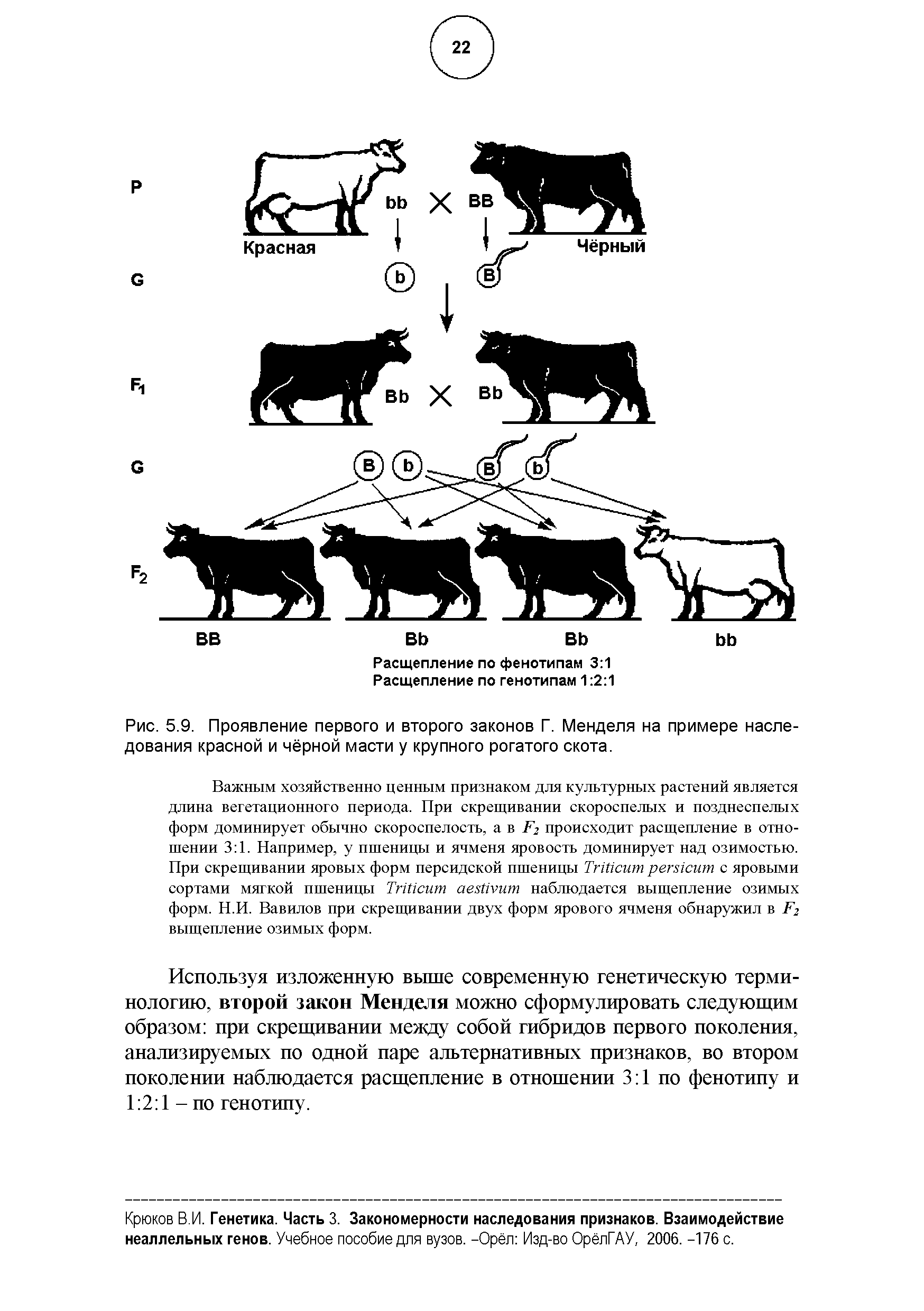 Рис. 5.9. Проявление первого и второго законов Г. Менделя на примере наследования красной и чёрной масти у крупного рогатого скота.