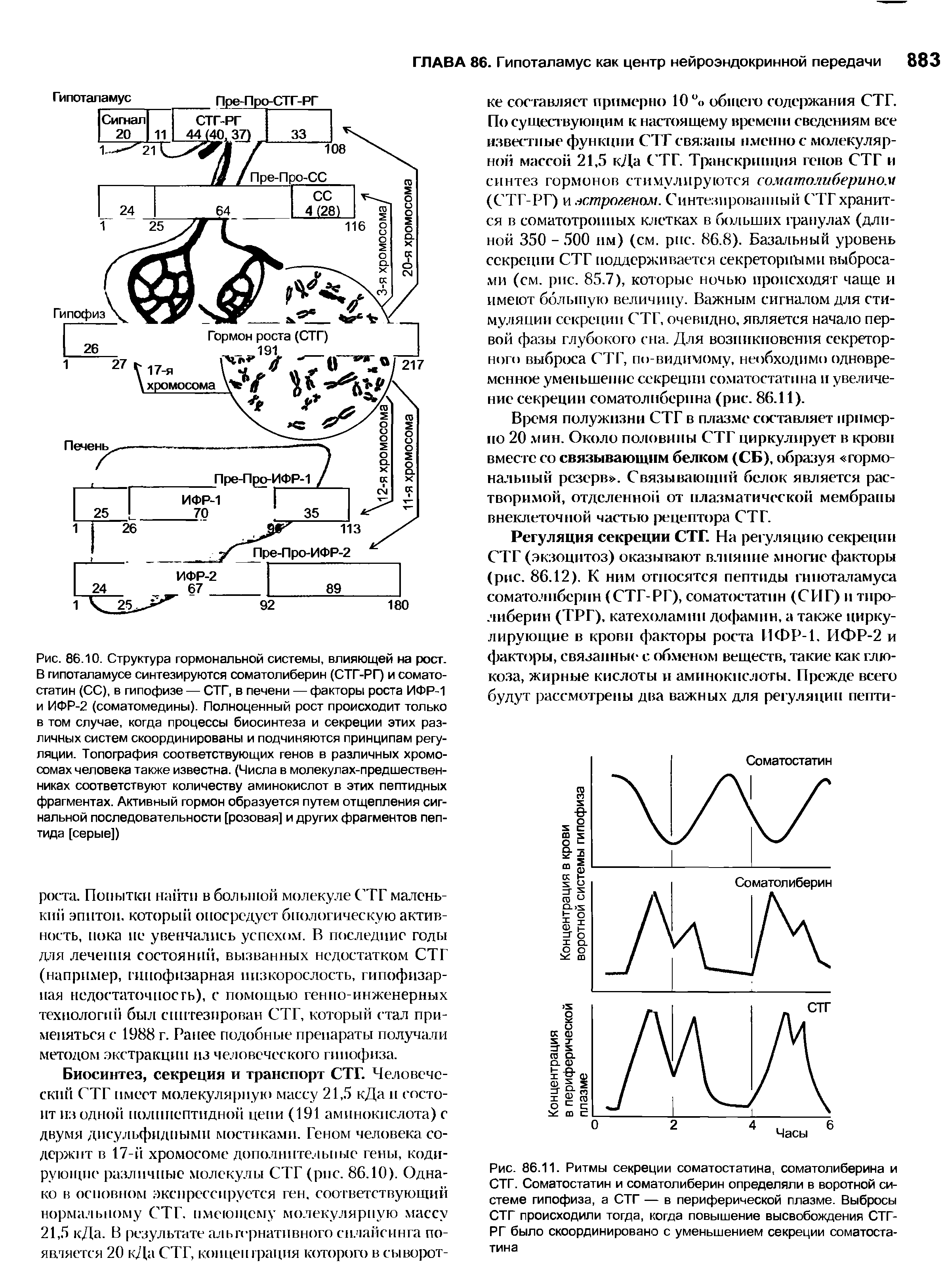 Рис. 86.11. Ритмы секреции соматостатина, соматолиберина и СТГ. Соматостатин и соматолиберин определяли в воротной системе гипофиза, а СТГ — в периферической плазме. Выбросы СТГ происходили тогда, когда повышение высвобождения СТГ-РГ было скоординировано с уменьшением секреции соматостатина...