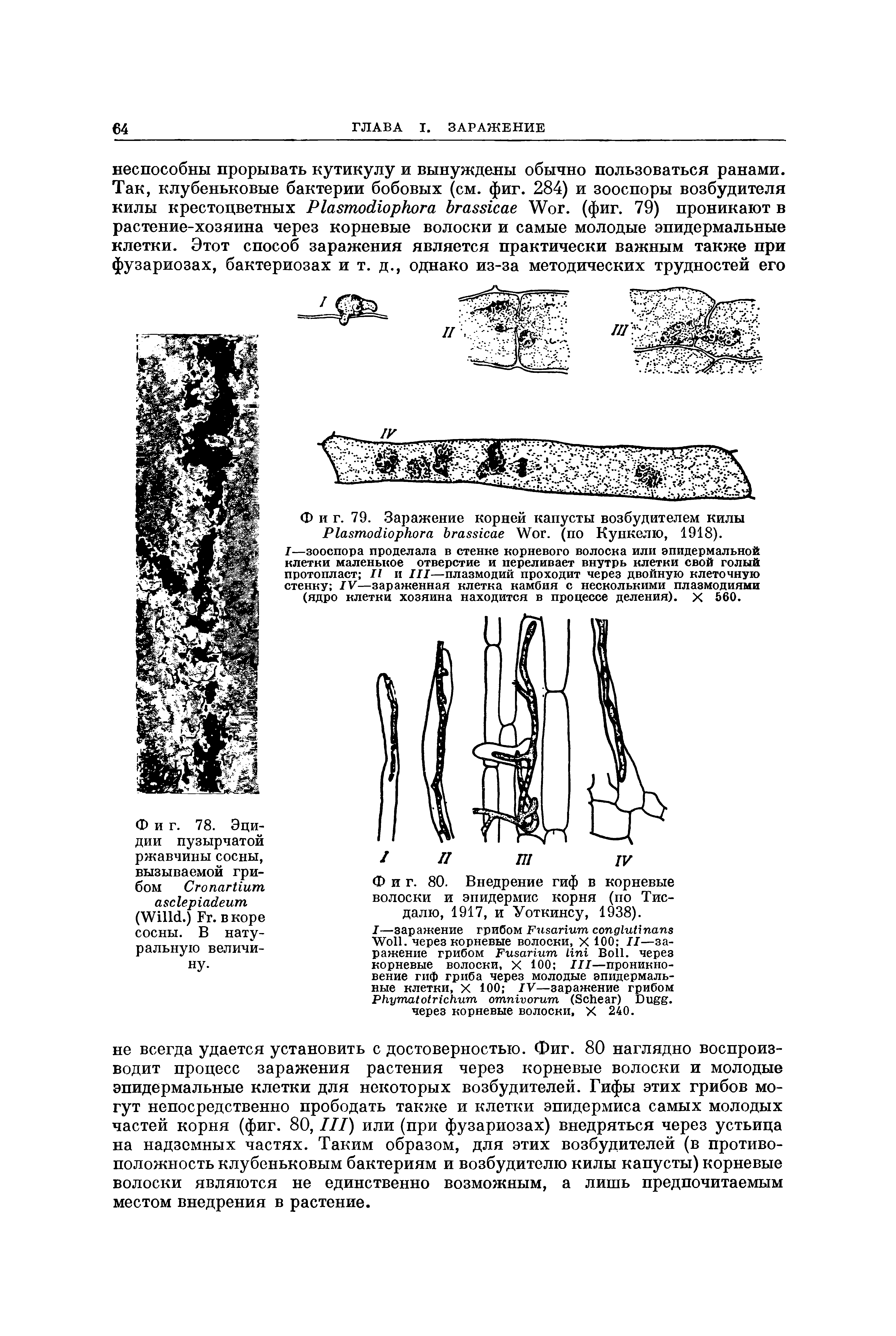 Фиг. 80. Внедрение гиф в корневые волоски и эпидермис корня (по Тис-далю, 1917, и Уоткинсу, 1938).