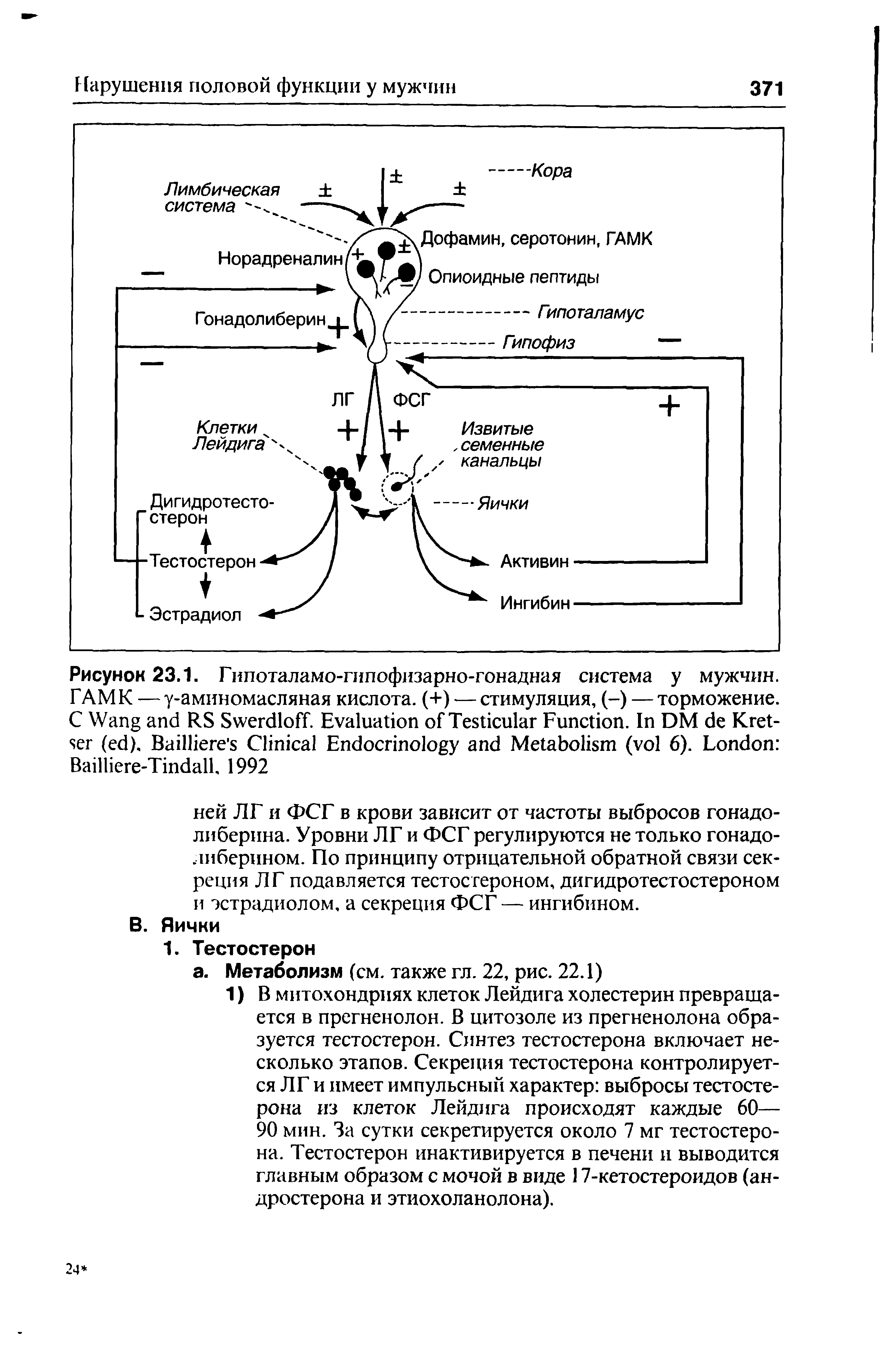Рисунок 23.1. Гипоталамо-гипофизарно-гонадная система у мужчин. ГАМК —у-аминомасляная кислота. (+) — стимуляция, (-) — торможение. С W RS S . E T F . I DM K - ( ). B C E M ( 6). L B -T , 1992...