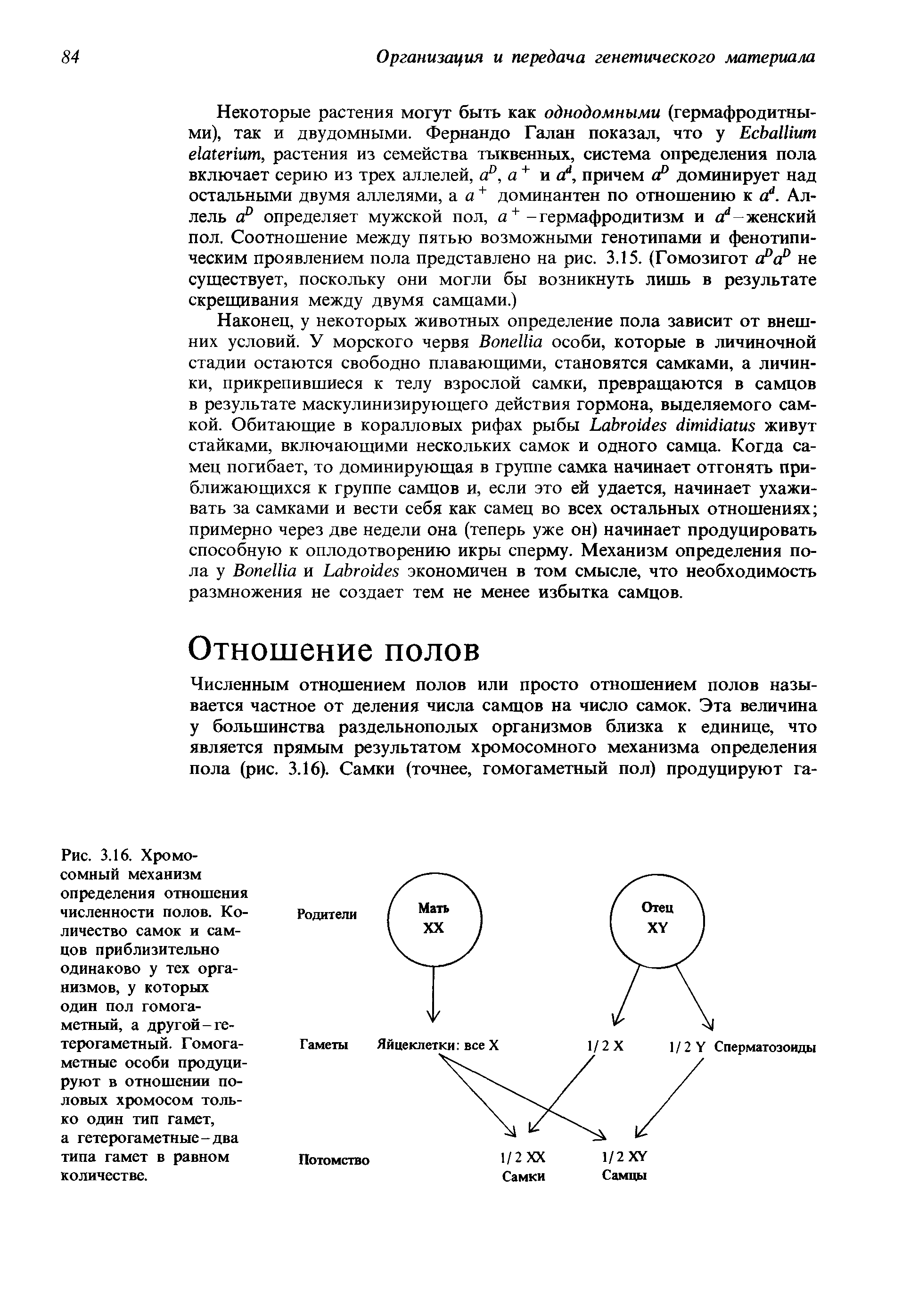 Рис. 3.16. Хромосомный механизм определения отношения численности полов. Количество самок и самцов приблизительно одинаково у тех организмов, у которых один пол гомогаметный, а другой-ге-терогаметный. Гомога-метные особи продуцируют в отношении половых хромосом только один тип гамет, а гетерогаметные-два типа гамет в равном количестве.