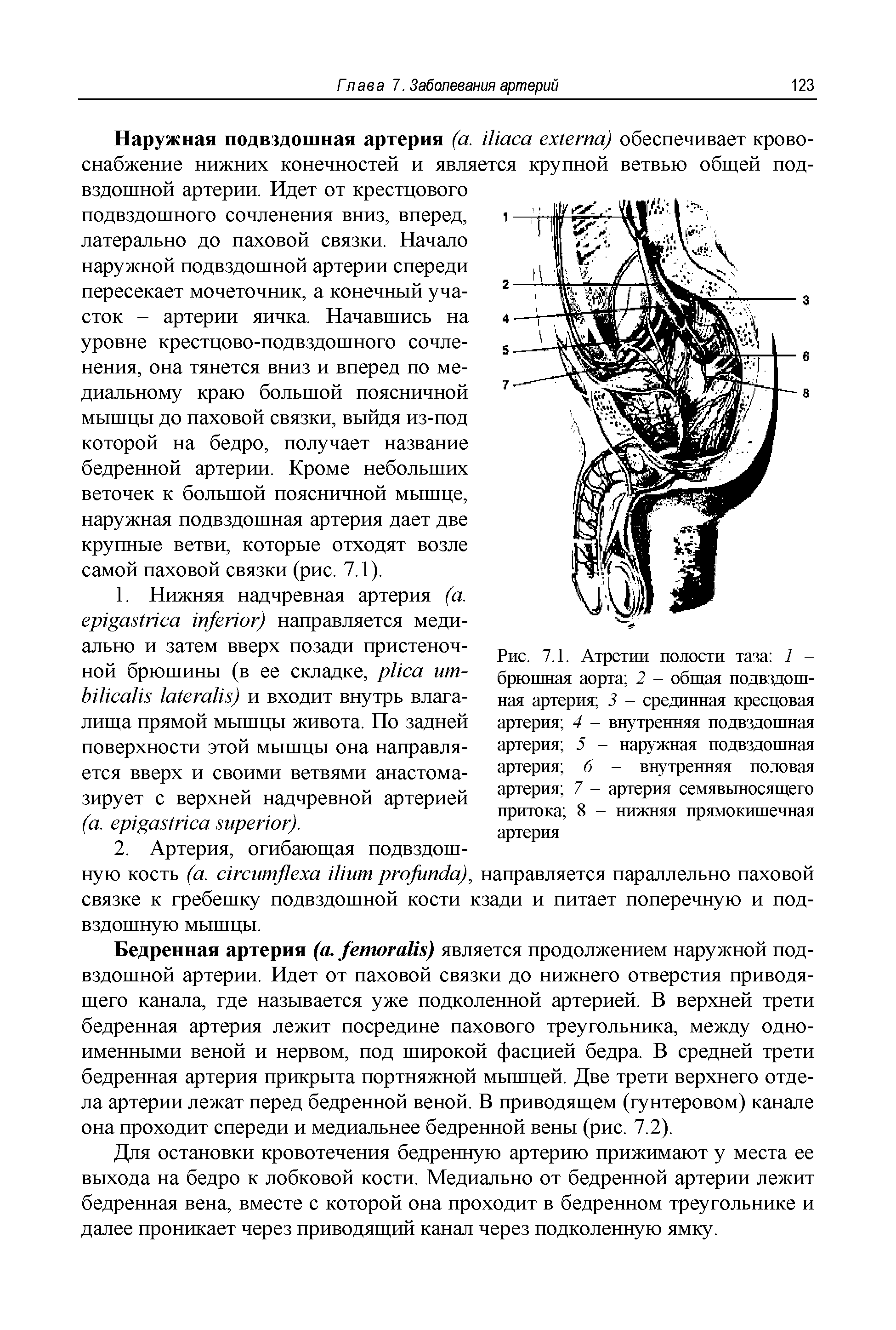Рис. 7.1. Атретии полости таза 1 -брюшная аорта 2 - общая подвздошная артерия 3 - срединная кресцовая артерия 4 - внутренняя подвздошная артерия 5 - наружная подвздошная артерия 6 - внутренняя половая артерия 7 - артерия семявыносящего притока 8 - нижняя прямокишечная артерия...