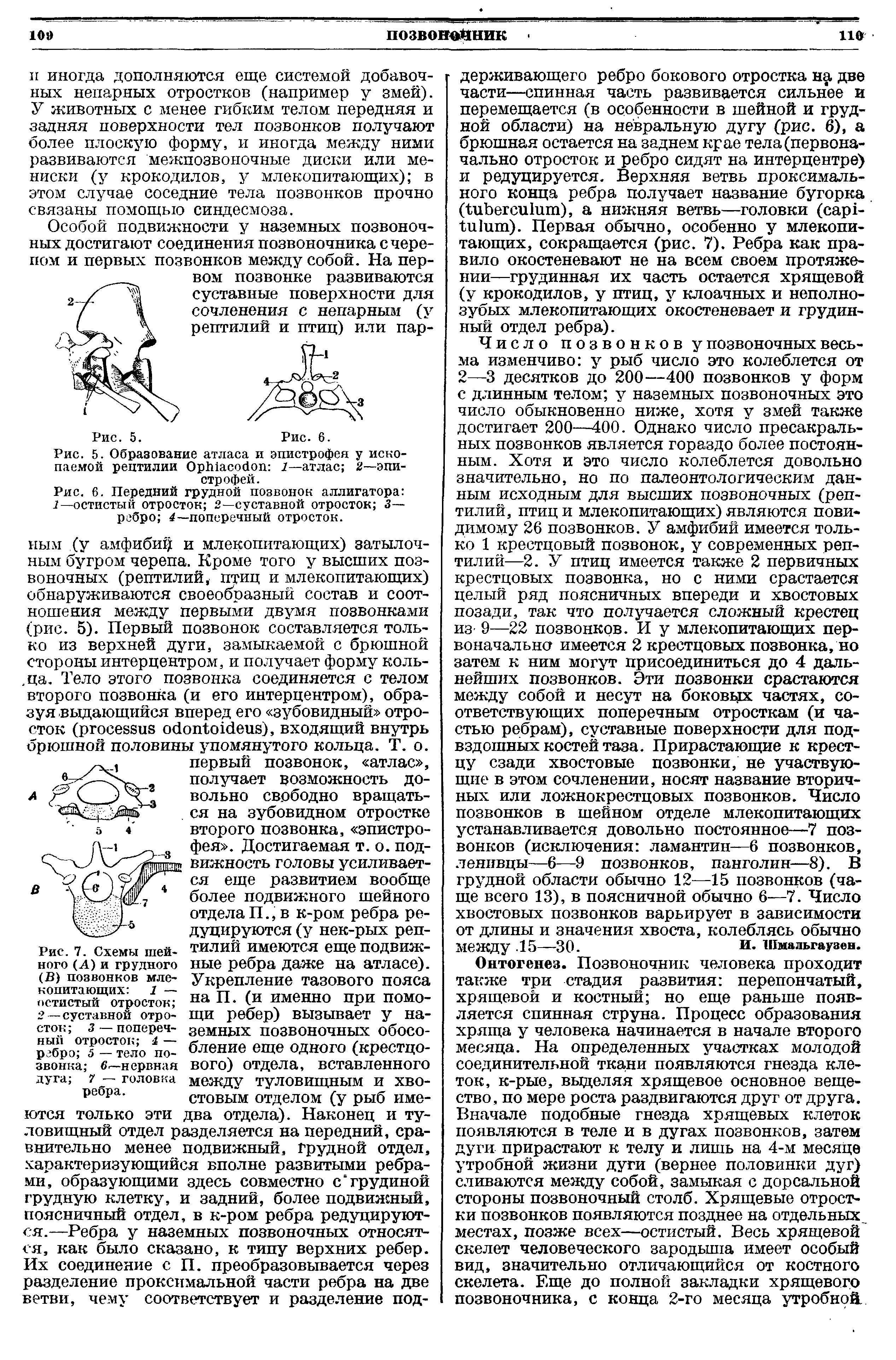 Рис. 5. Образование атласа и эпистрофея у ископаемой рептилии ОрЩасойоп 1—атлас 2—эпистрофей.