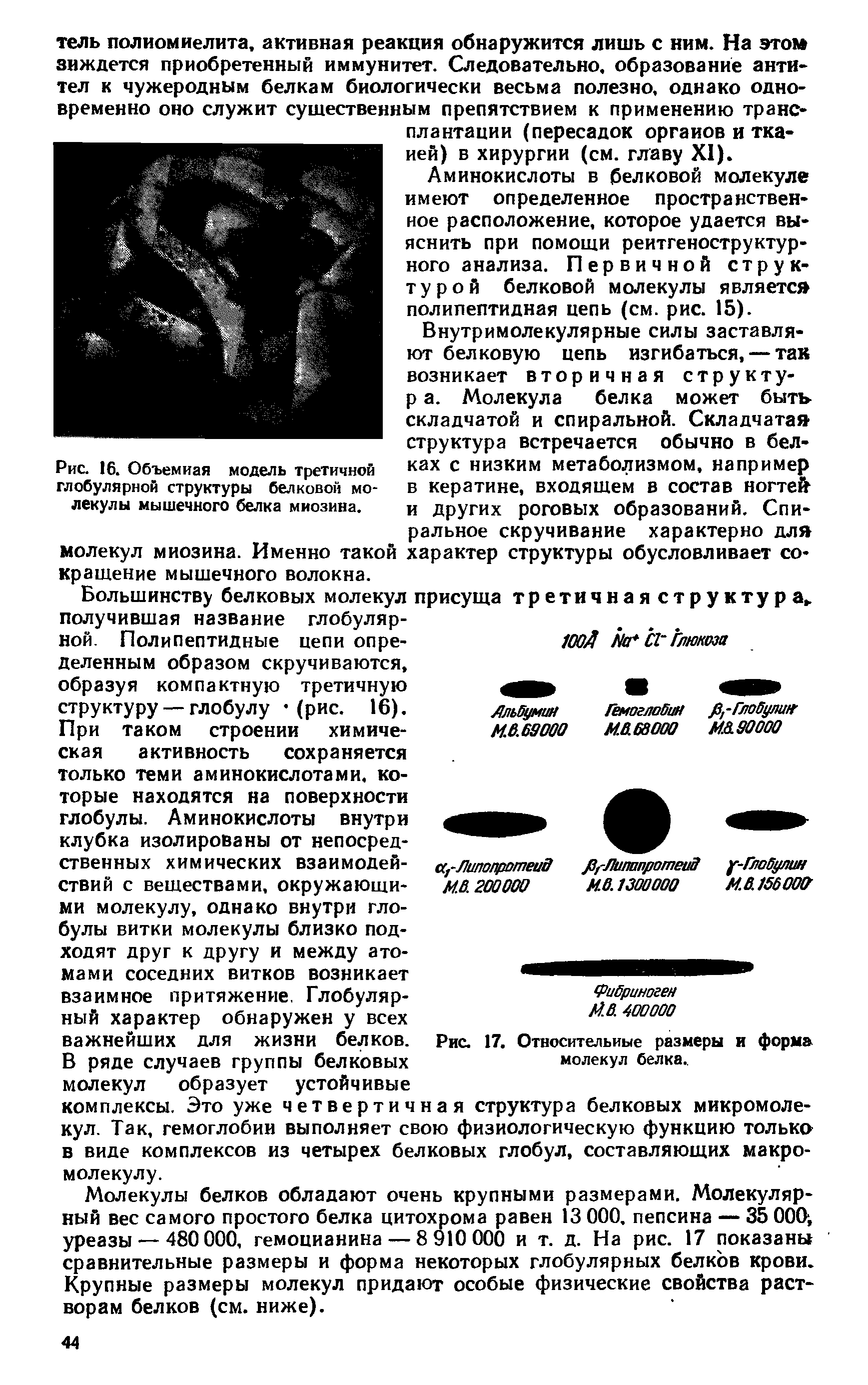 Рис. 16. Объемная модель третичной глобулярной структуры белковой молекулы мышечного белка миозина.