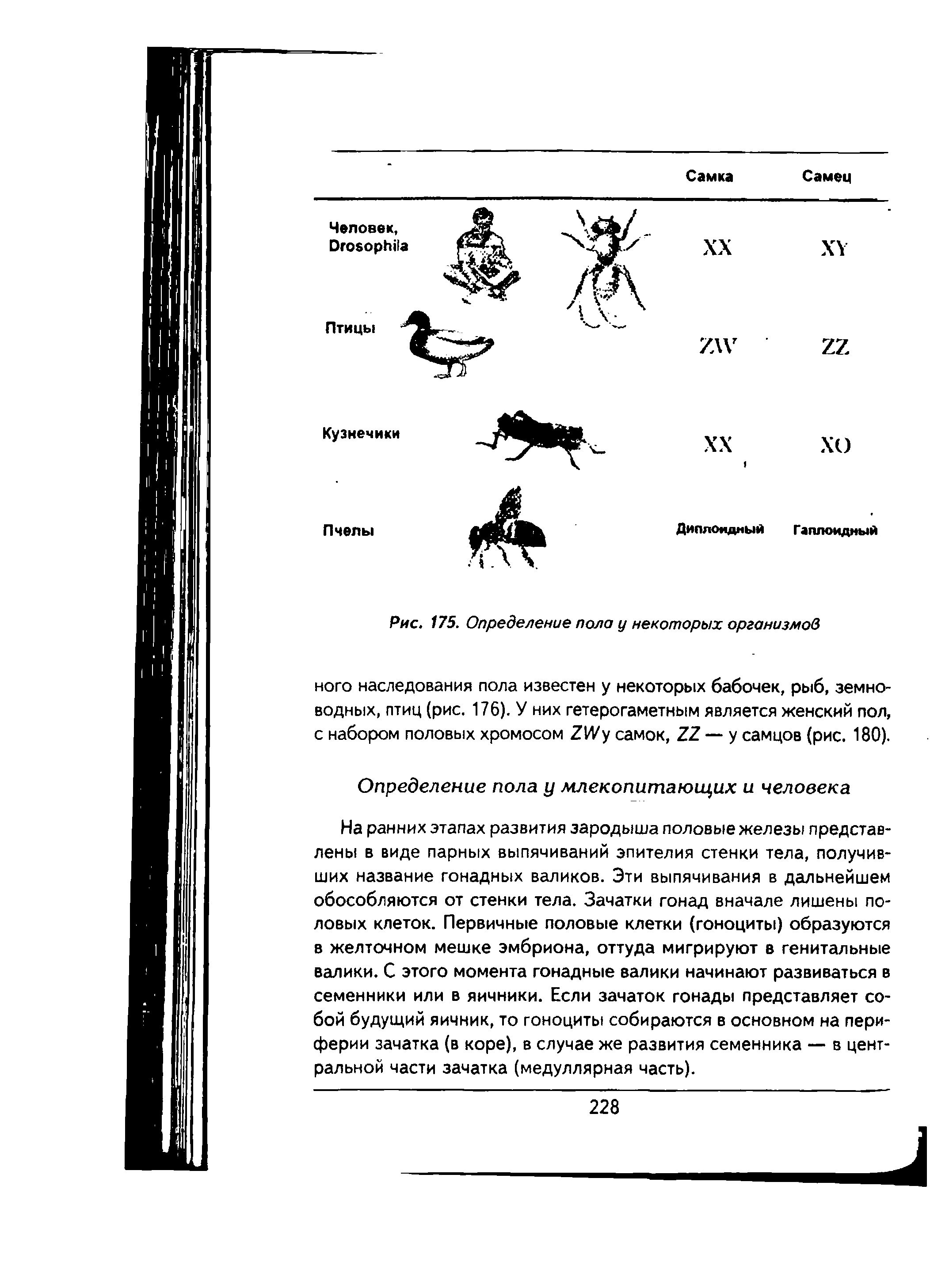 Рис. 175. Определение пола у некоторых организмов ного наследования пола известен у некоторых бабочек, рыб, земноводных, птиц (рис. 176). У них гетерогаметным является женский пол, с набором половых хромосом ZW самок, ZZ — у самцов (рис. 180).