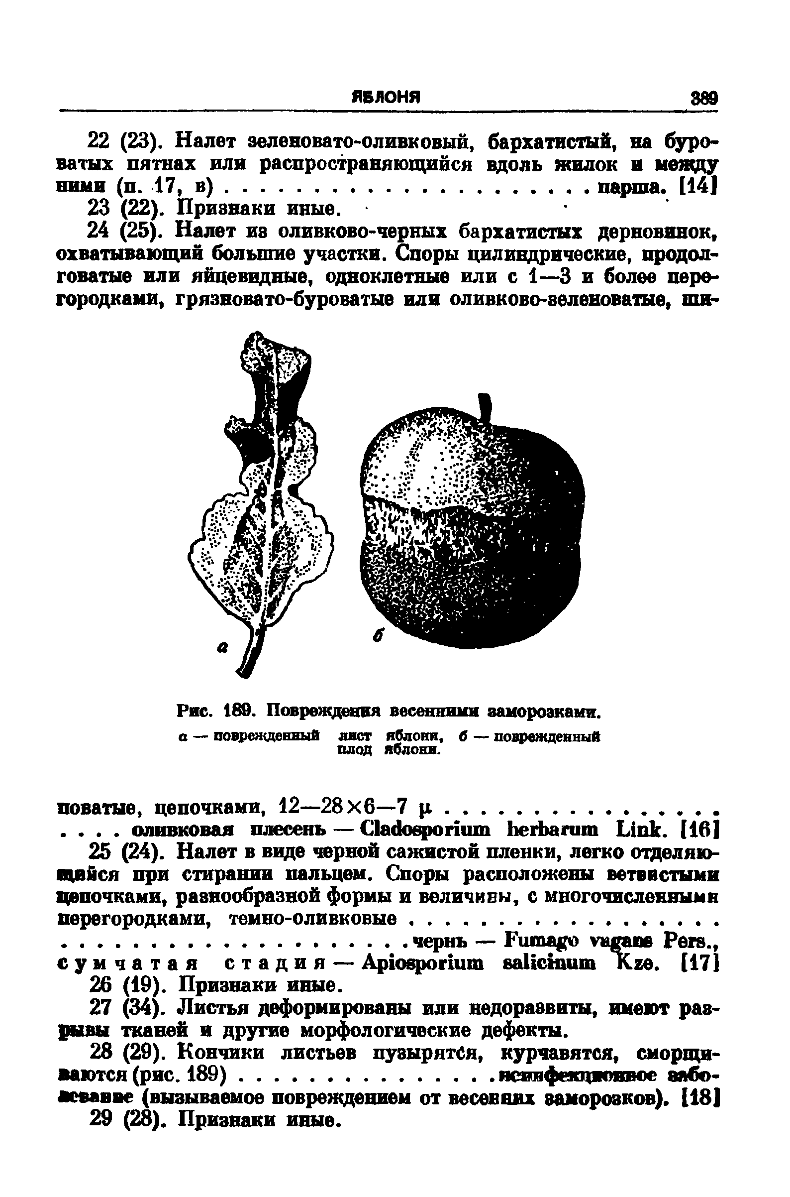 Рис. 189. Повреждения весенними заморозками. а — поврежденный лист яблони, б — поврежденный плод яблони.