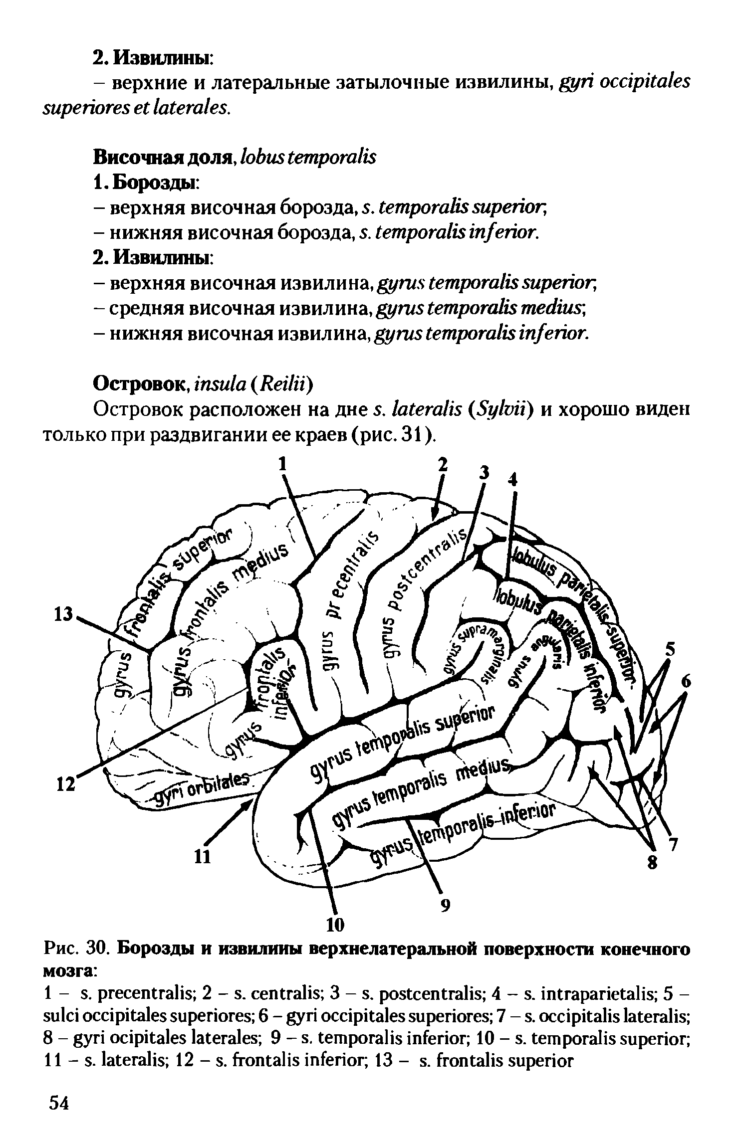 Рис. 30. Борозды и извилины верхнелатеральной поверхности конечного мозга ...