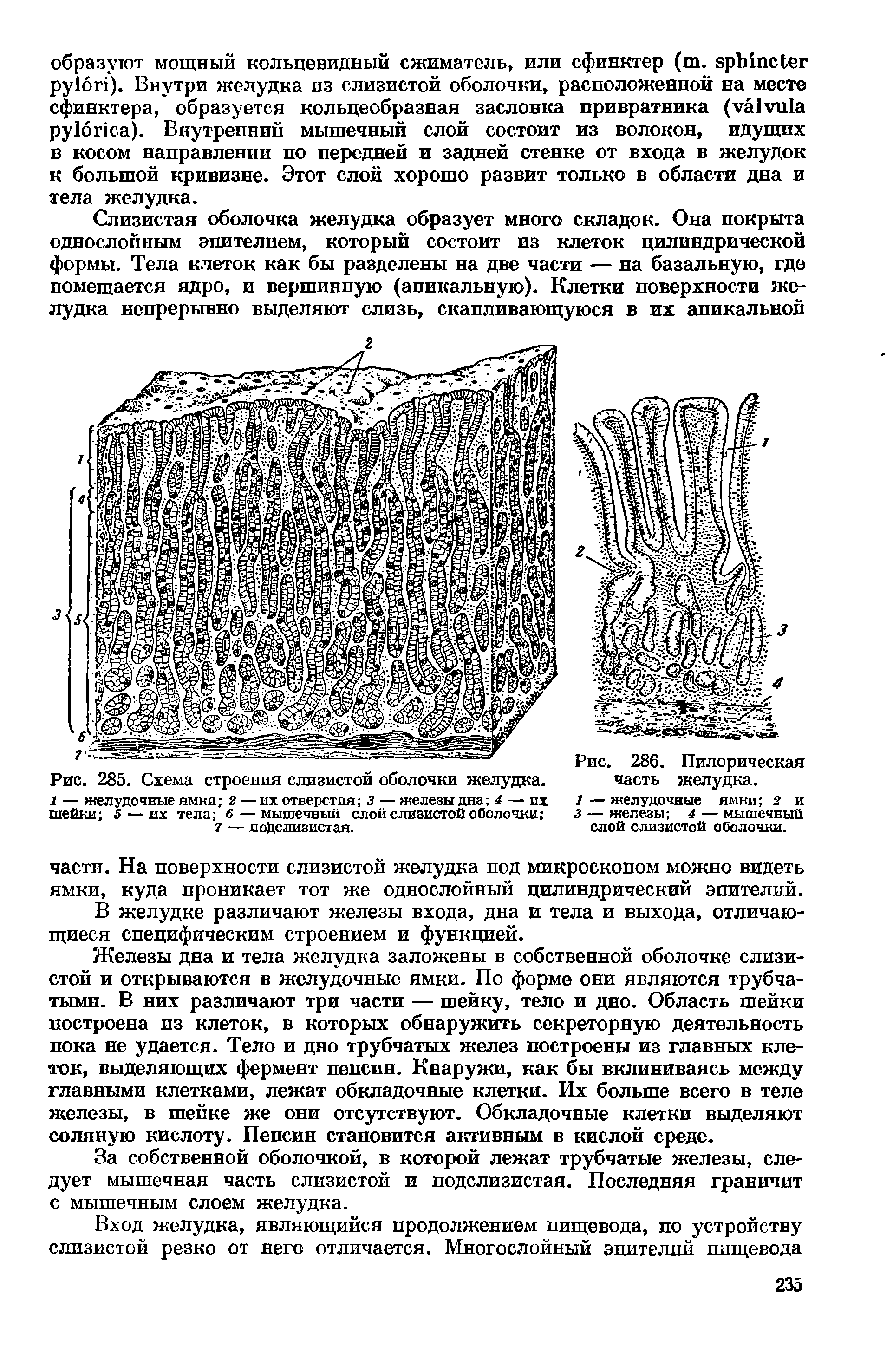 Рис. 285. Схема строения слизистой оболочки желудка. 1 — желудочные ямки 2— их отверстия 3 —железы дна 4 — их шейки 5 — их тела б — мышечный слой слизистой оболочки ...