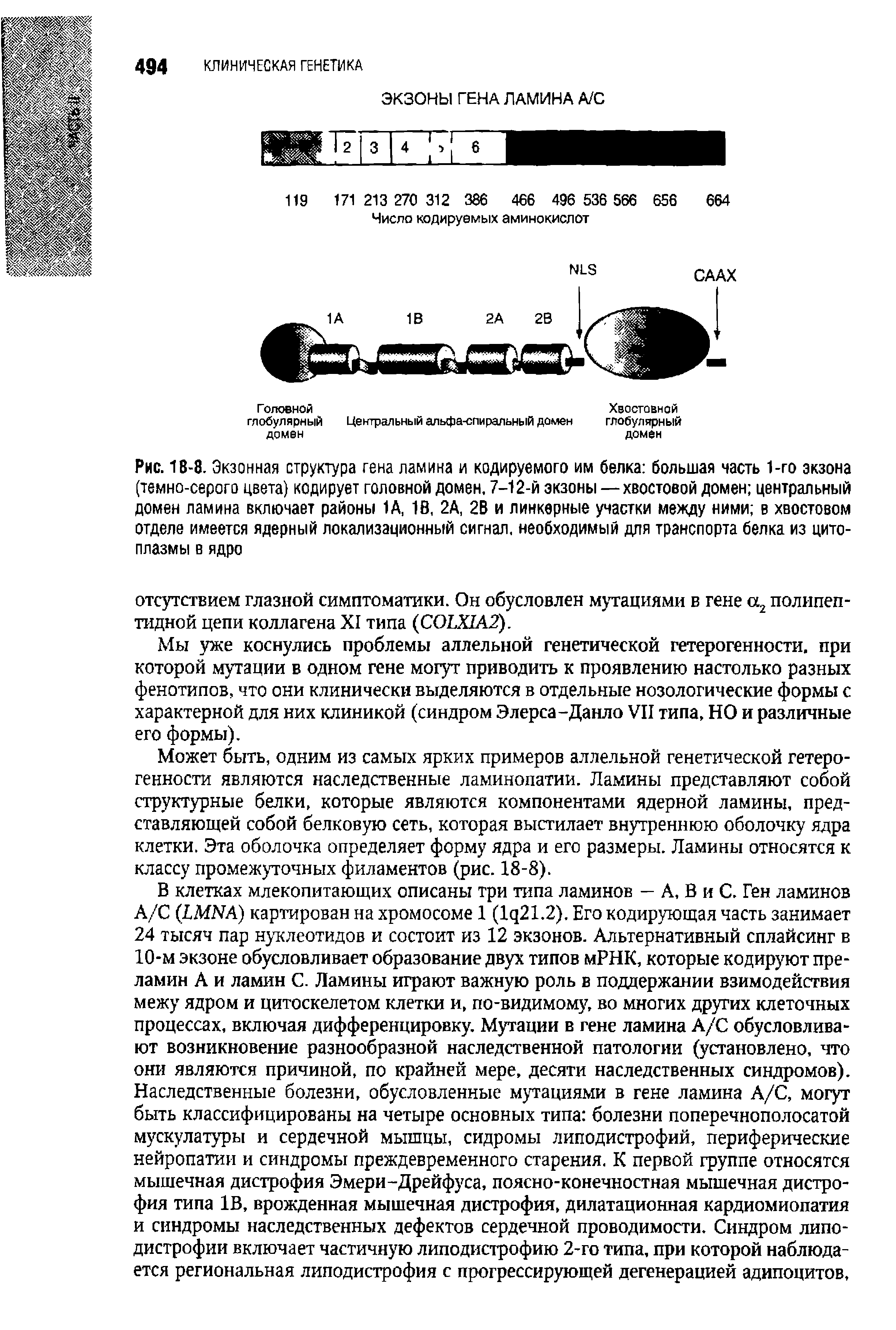 Рис. 1 В-8- Экзонная структура гена ламина и кодируемого им белка большая часть 1-го экзона (темно-серого цвета) кодирует головной домен, 7-12-й экзоны — хвостовой домен центральный домен ламина включает районы 1А, 1В, 2А, 2В и линкерные участки между ними в хвостовом отделе имеется ядерный локализационный сигнал, необходимый для транспорта белка из цитоплазмы в ядро...