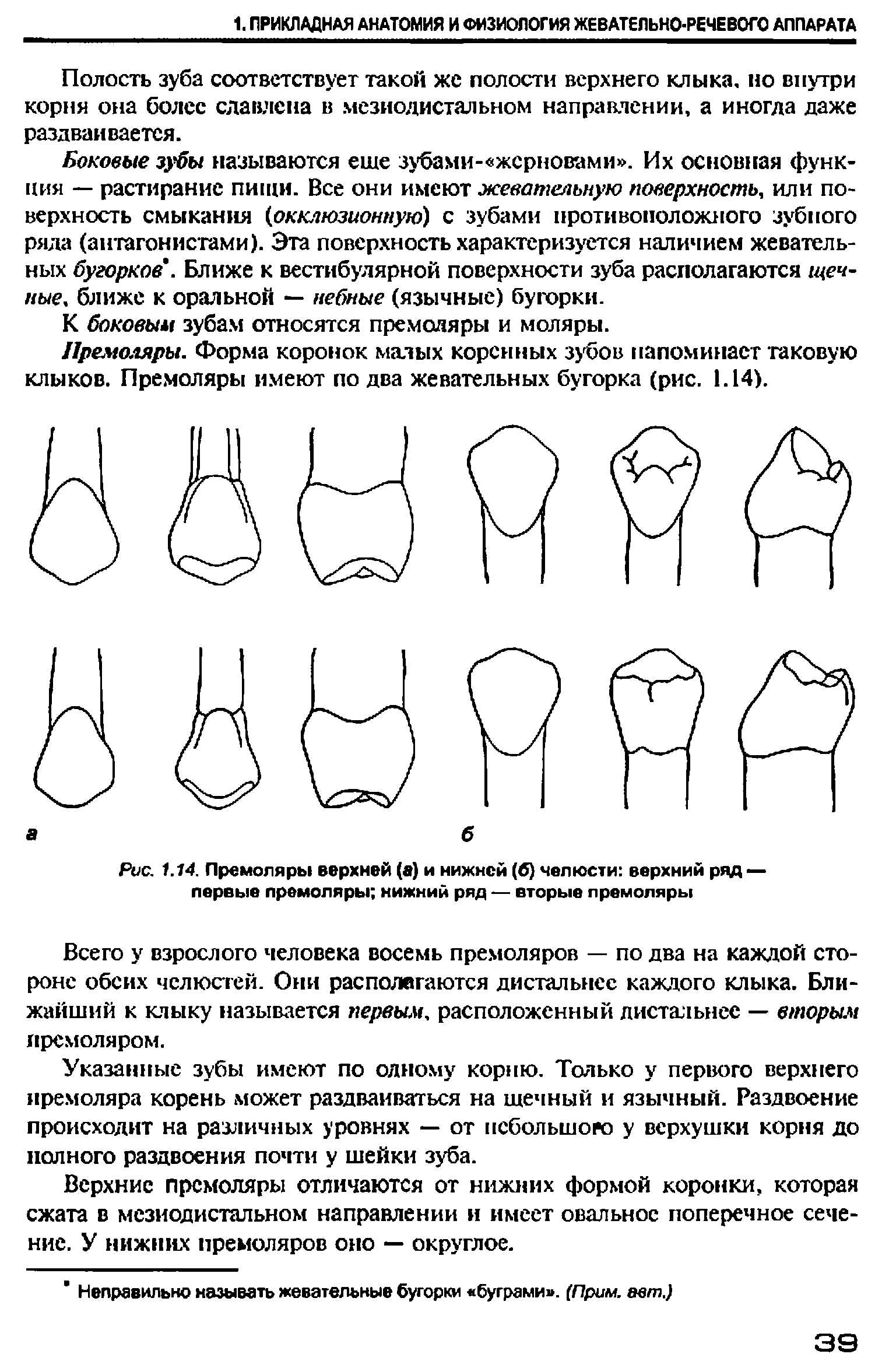 Рис. 1.14. Премоляры верхней (а) и нижней (б) челюсти верхний род — первые премоляры нижний ряд — вторые премоляры...