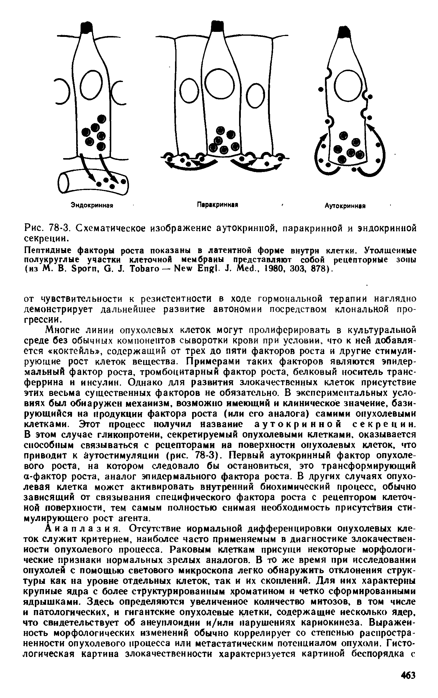 Рис. 78-3. Схематическое изображение аутокринной, паракринной и эндокринной секреции.