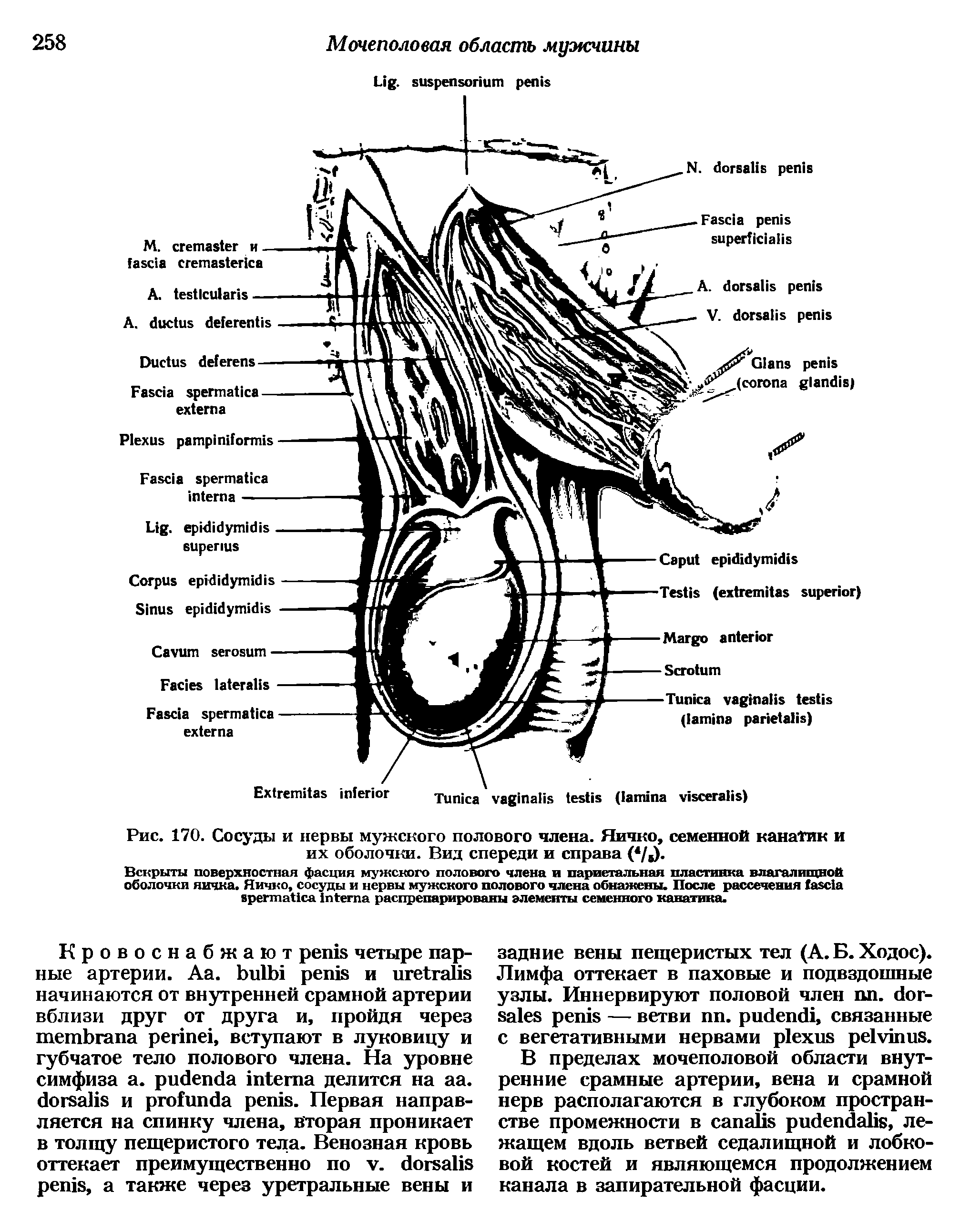 Рис. 170. Сосуды и нервы мужского полового члена. Яичко, семенной канатик и их оболочки. Вид спереди и справа ( / ) ...