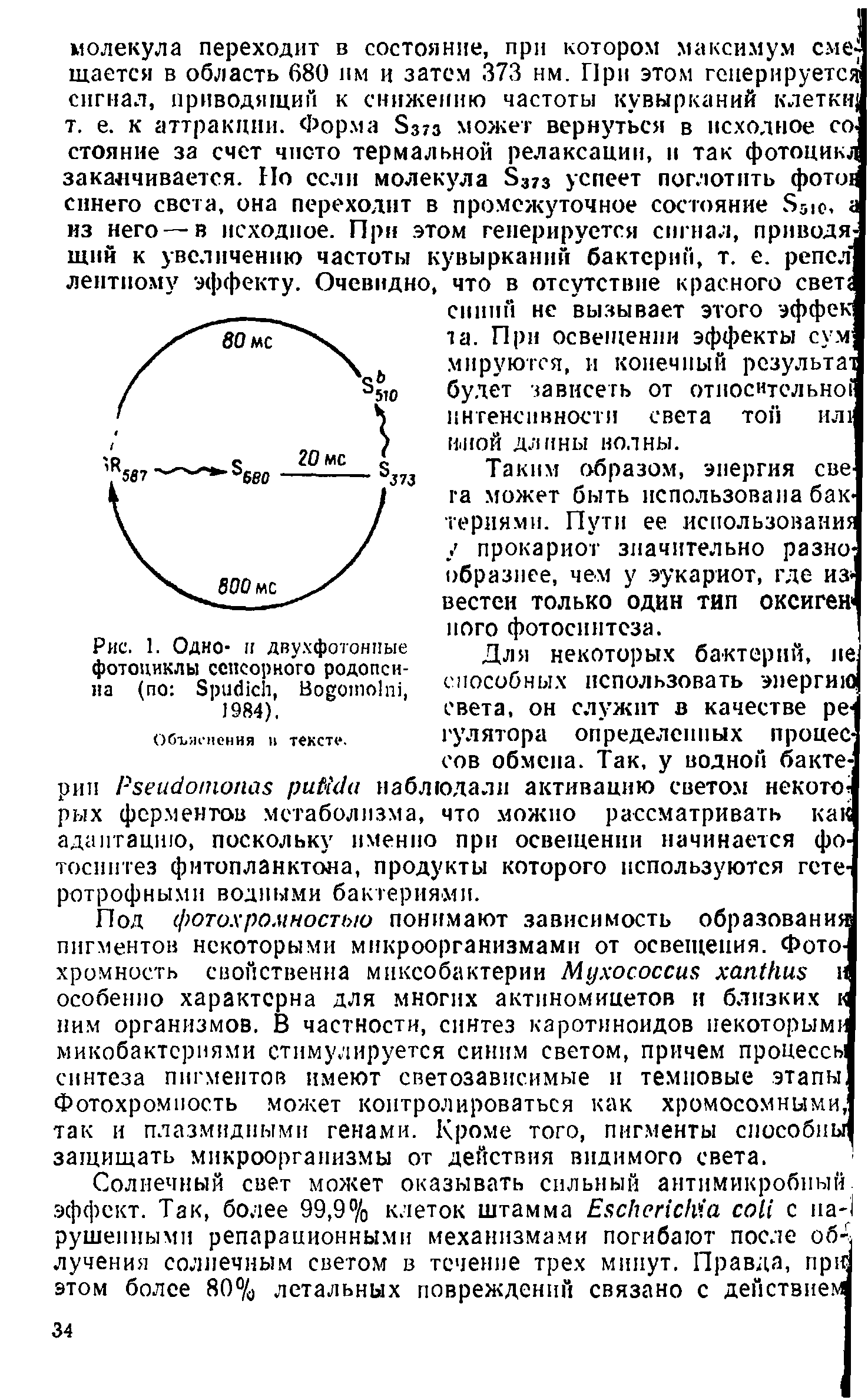 Рис. 1. Одно- и двухфотонпые фотоциклы сенсорного родопсина (по ЭрисНсЬ, Во 01по1гп, 1984),...